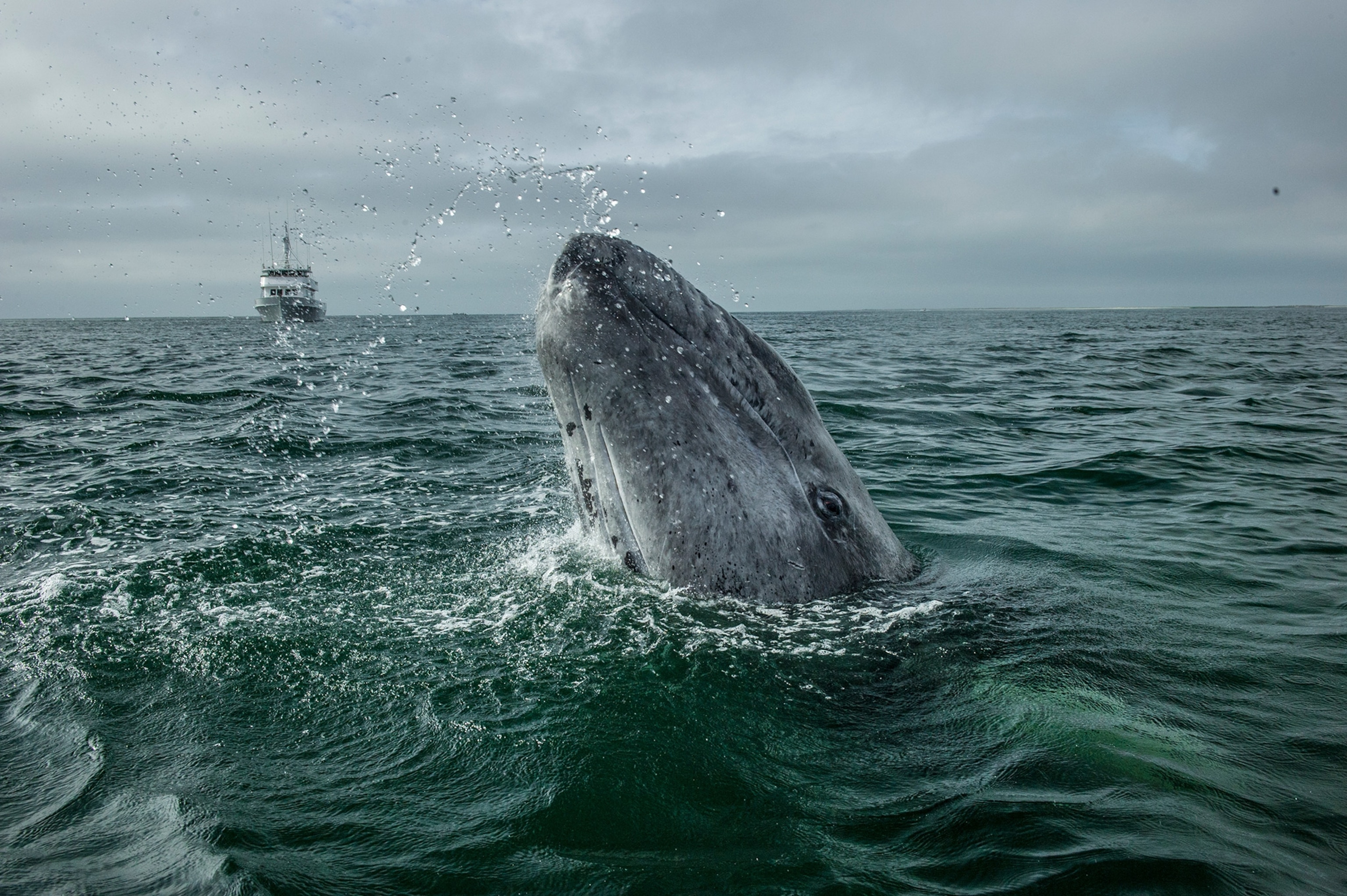 A whale's head breaches the water sending specs flying with a ship in the distance.