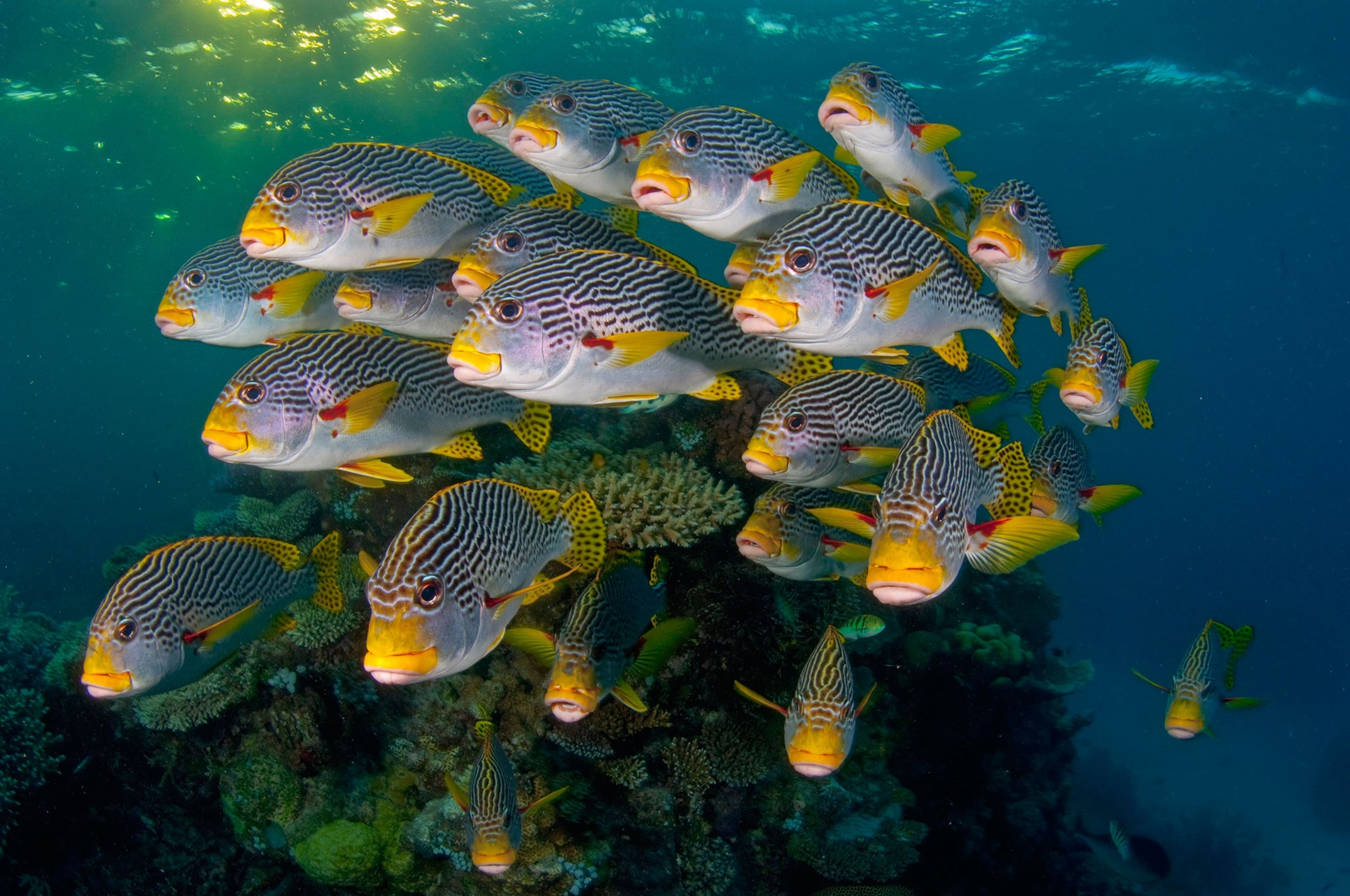 Great Barrier Reef