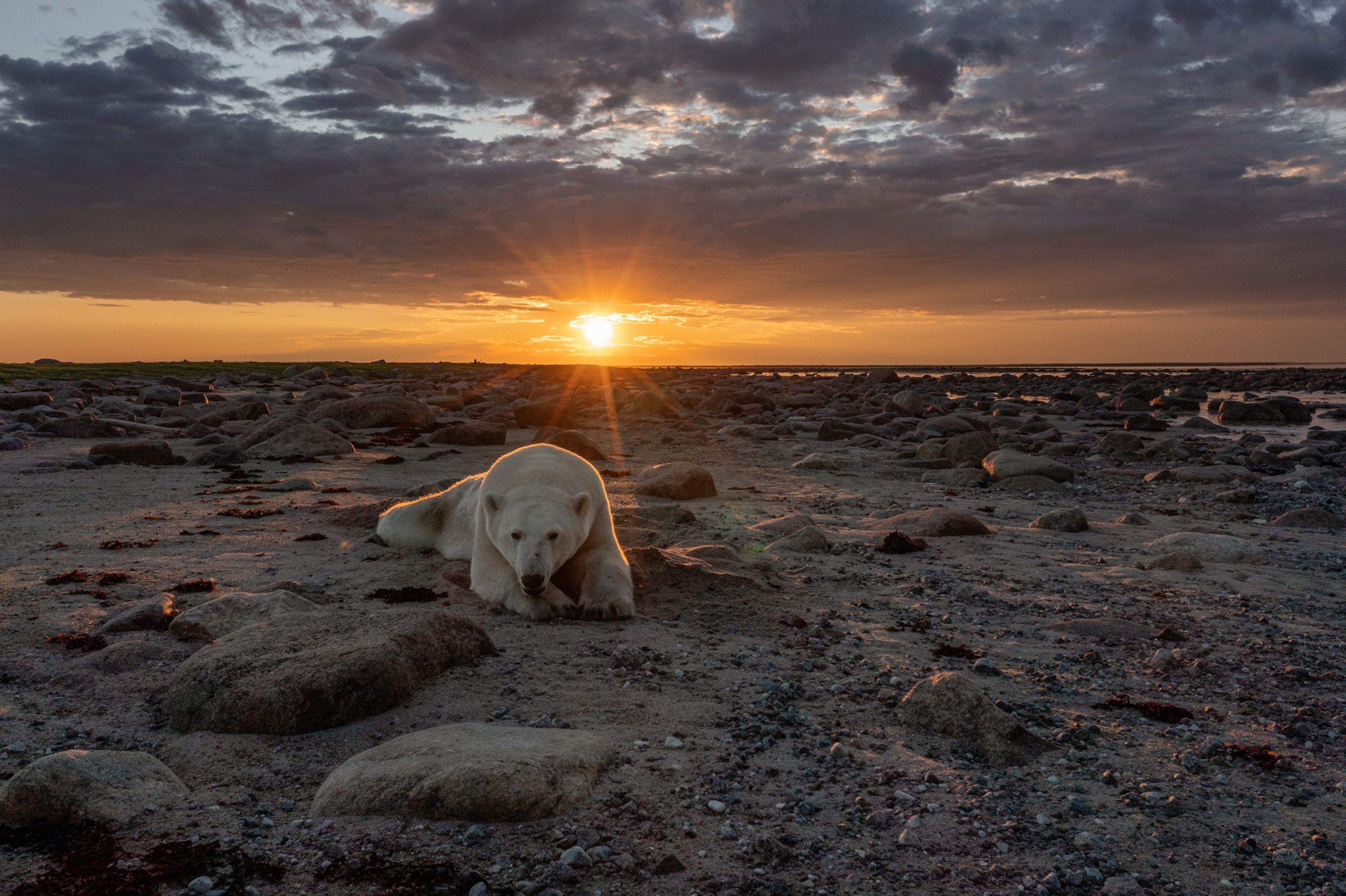 Picture of bear lying flat in the sand at dusk.