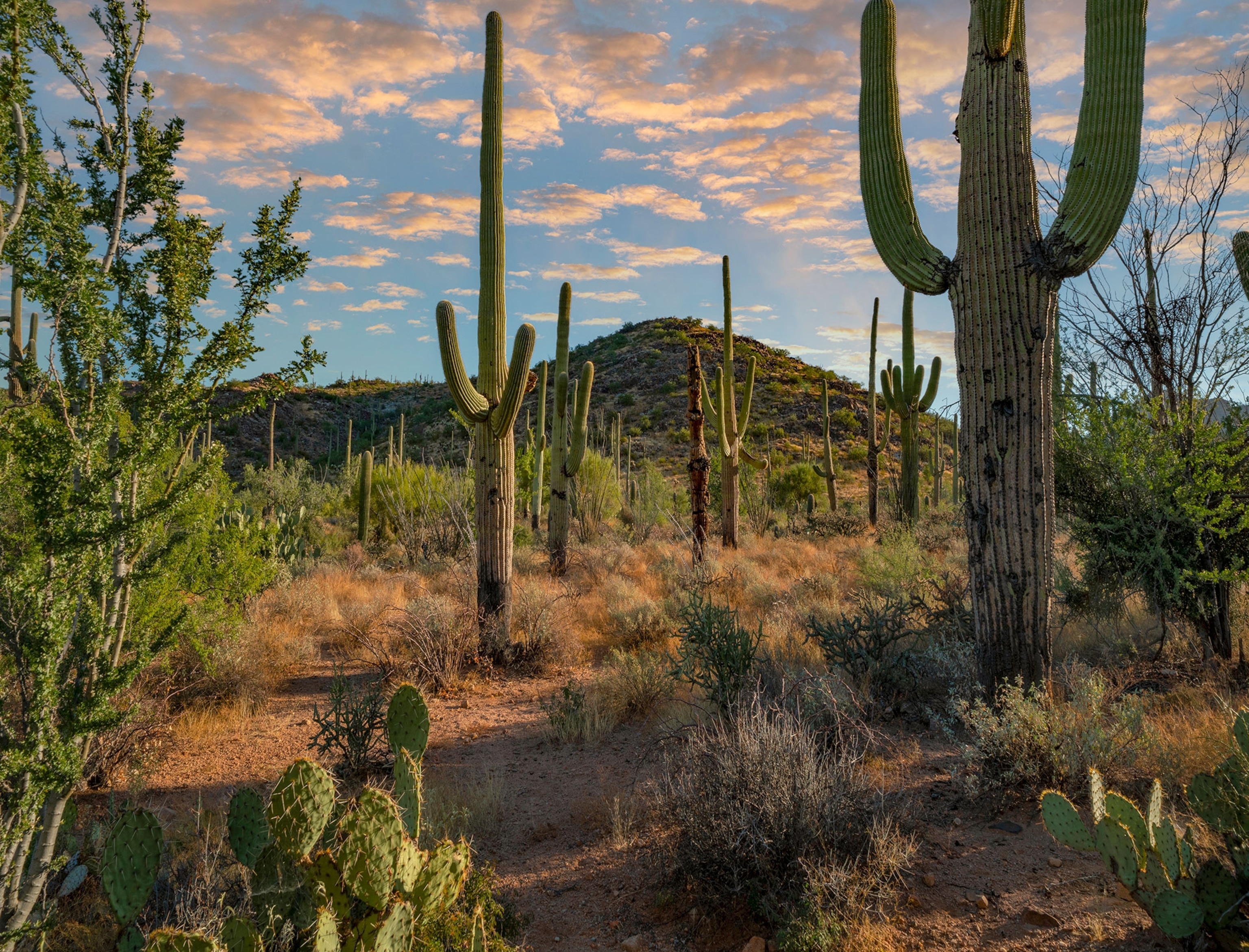 Saguaro cacti sit in the foreground of a desert landscape with a mountain in the back. Light pink clouds fill a blue sky above.