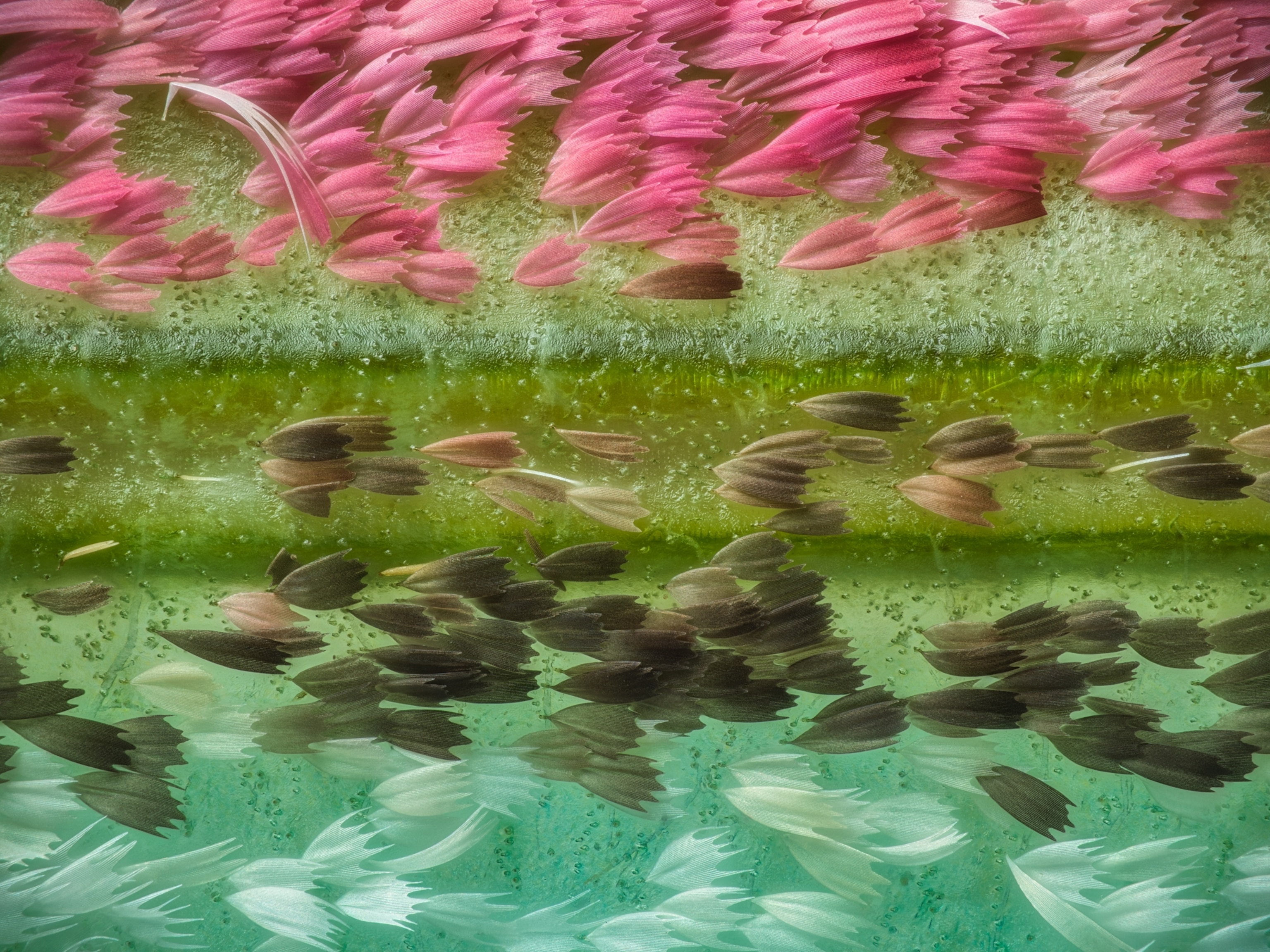A microscopic view of scales on the wing of a moon moth; the scales are arranged in orderly rows, going from shades of pink, to shades of brown and green, to shades of white and blue.