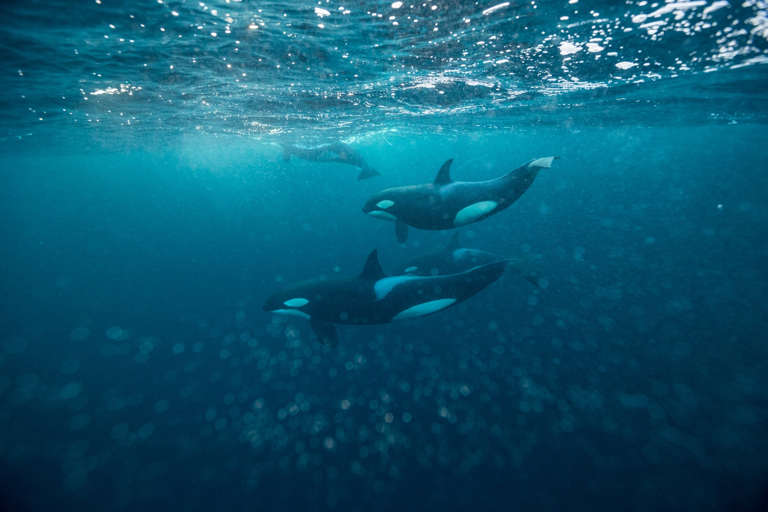 Three orcas are seen just below the water's surface.