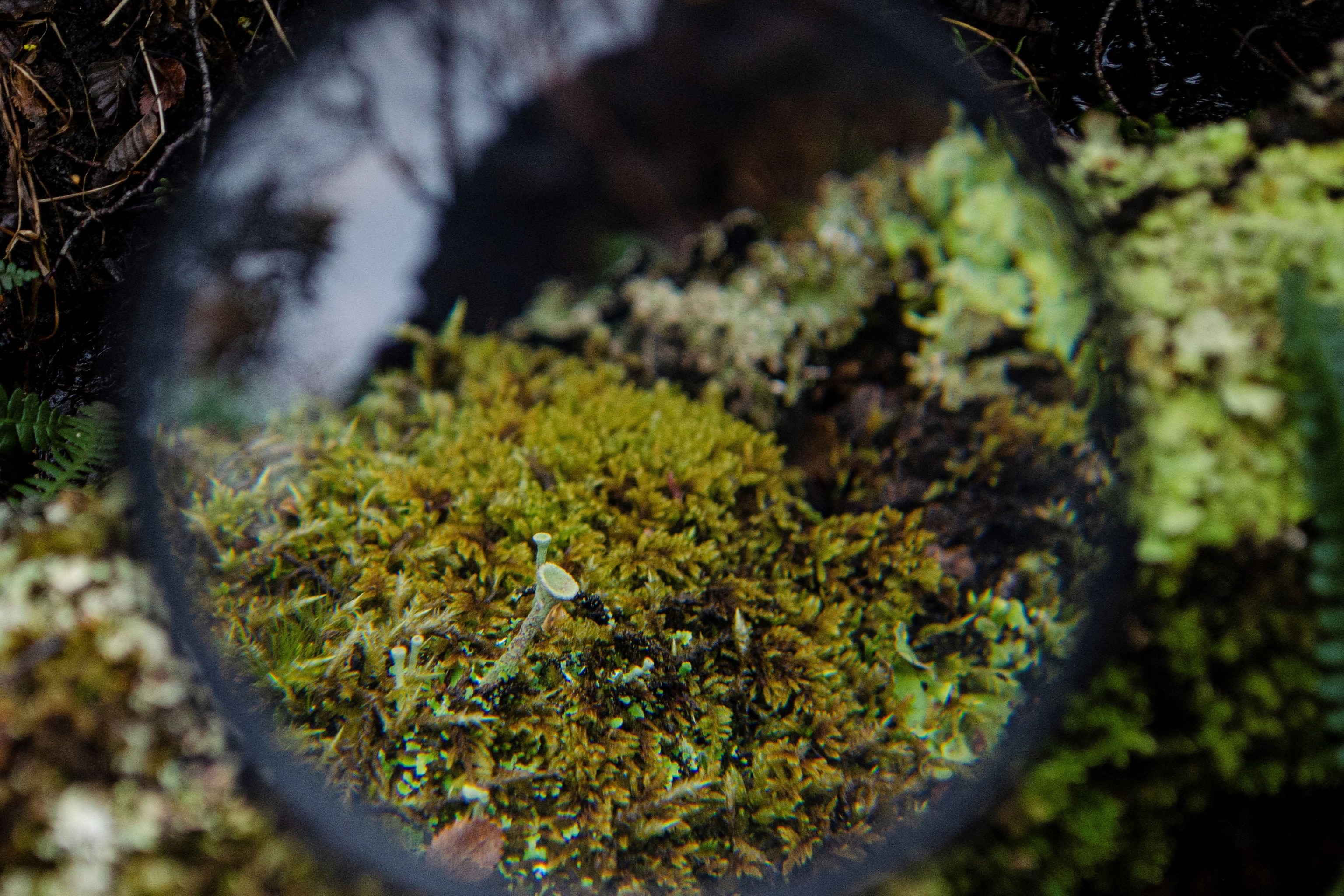a small mushroom on moss seen through a round handheld microscope