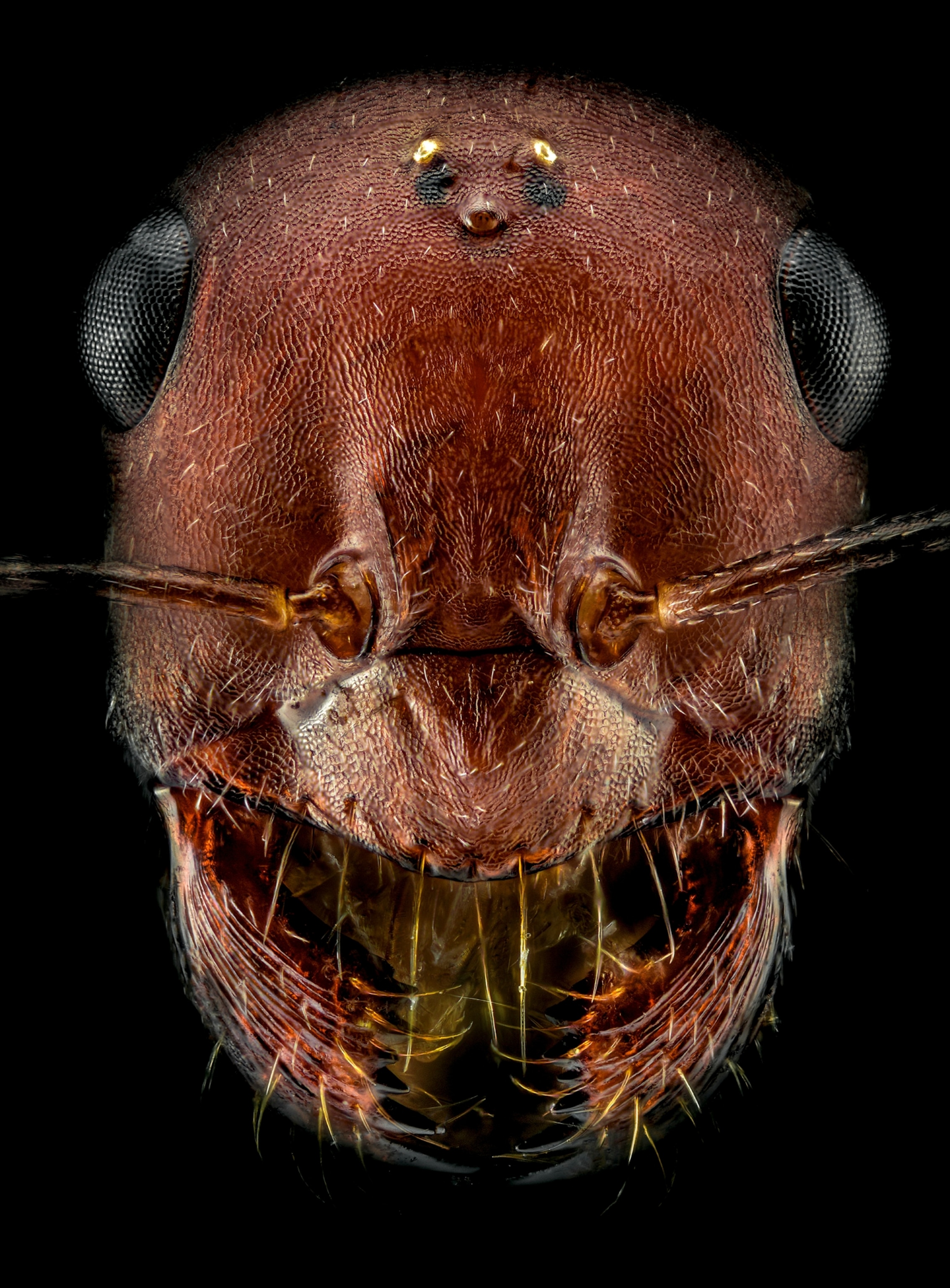 Picture of an ant head that is all red with hairs on its two mandibles.