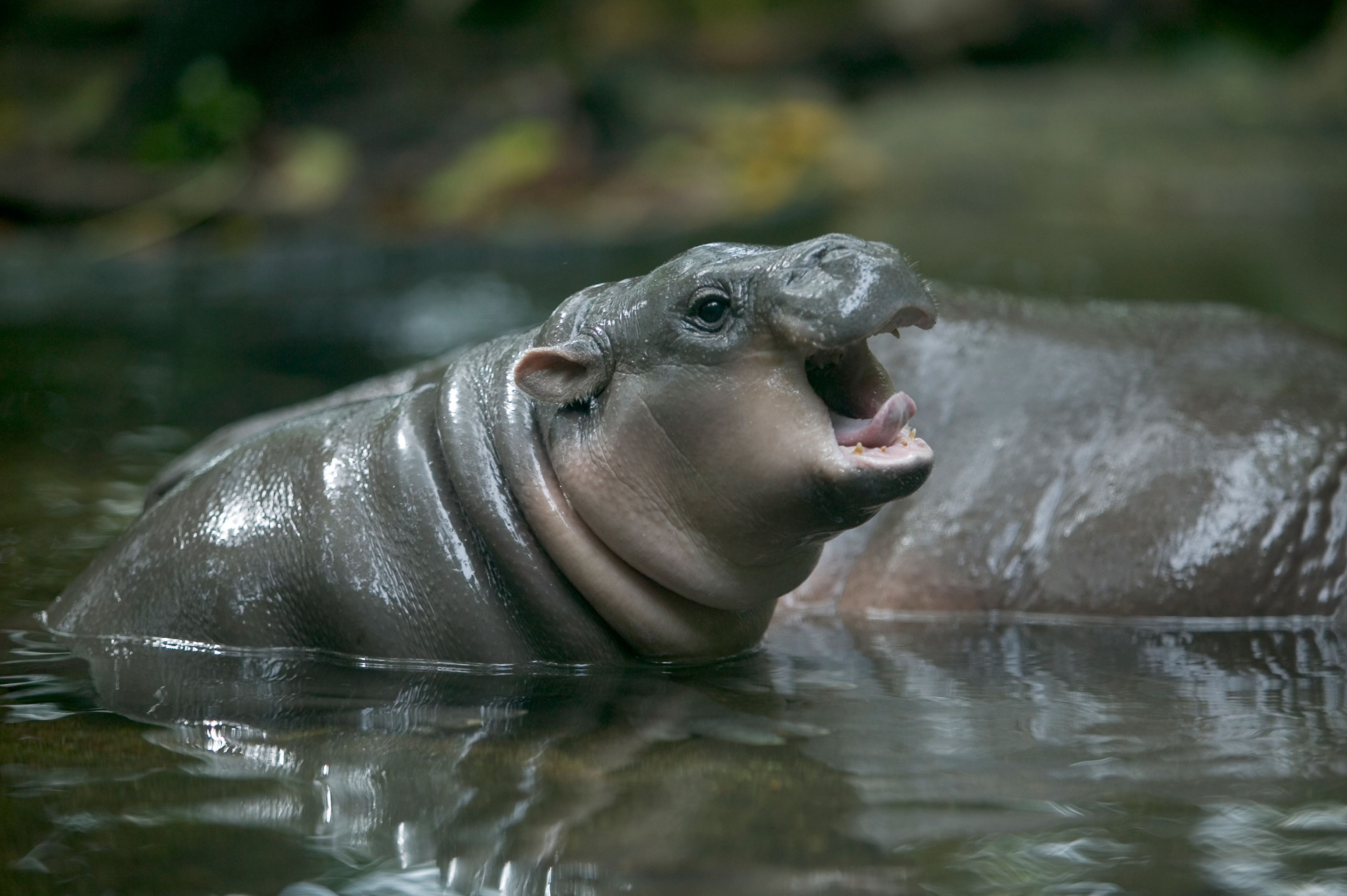 a pygmy hippo calf