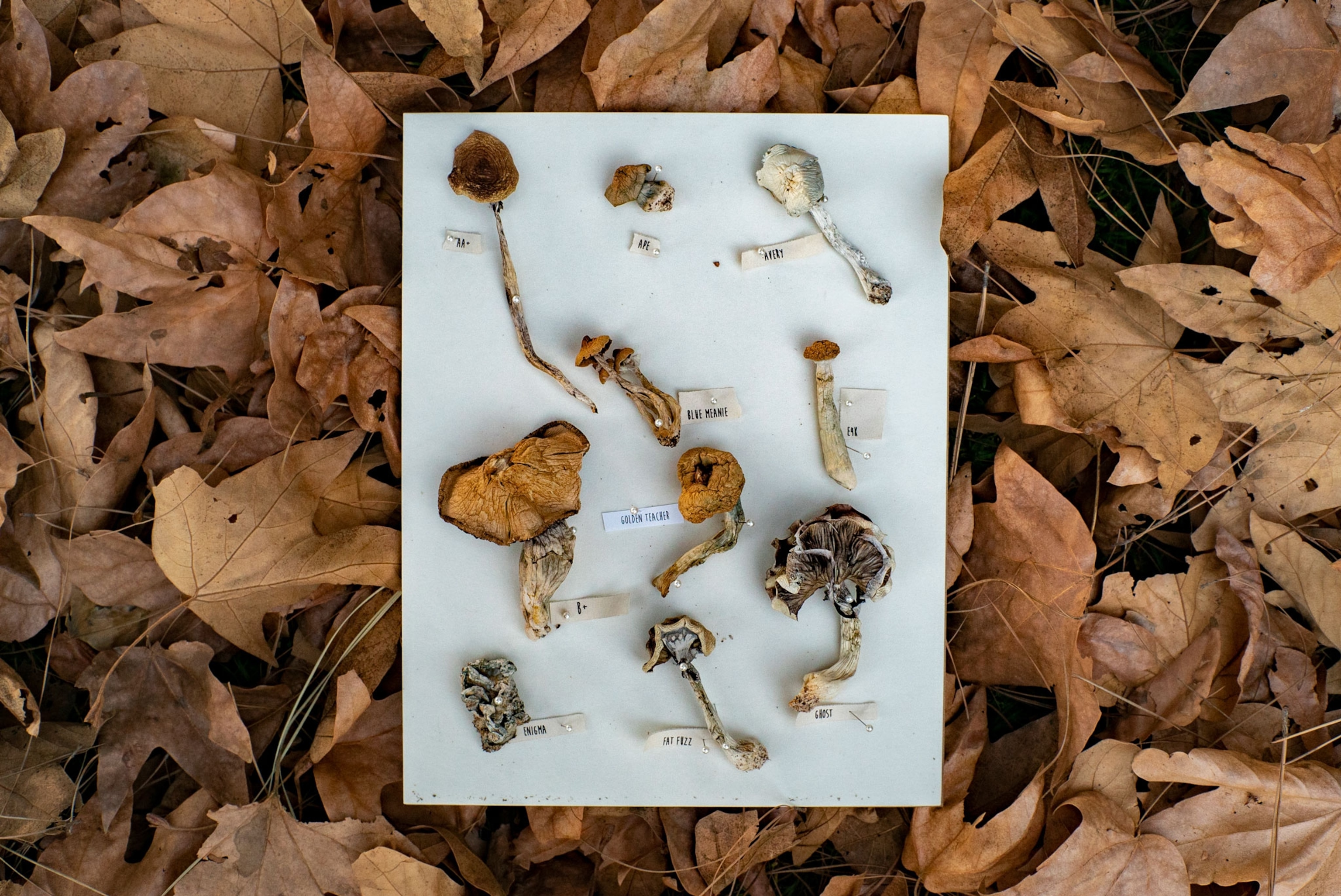 Psychedelic mushrooms grown in the Hollywood Hills of Los Angeles.
