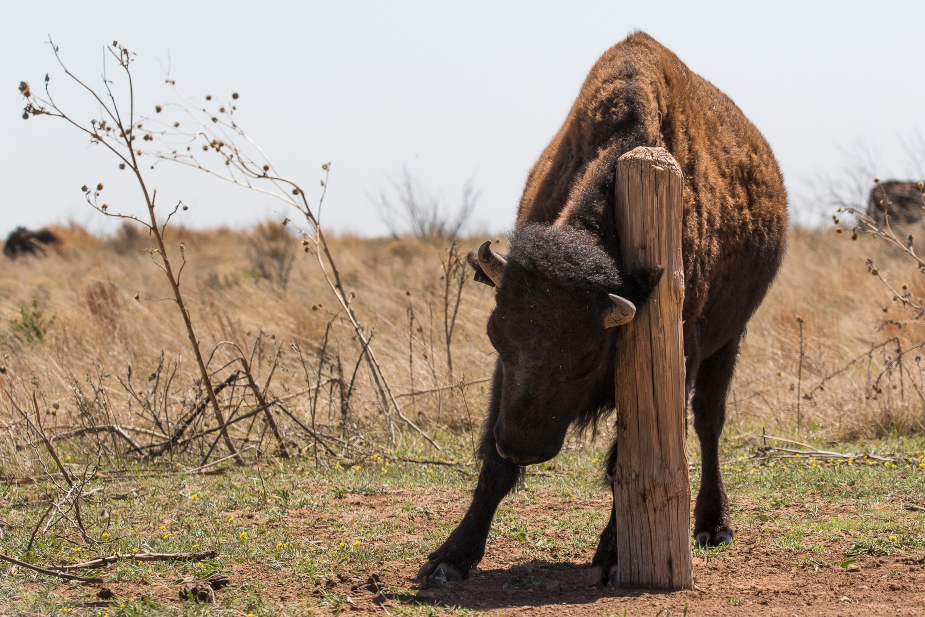 animal scratching