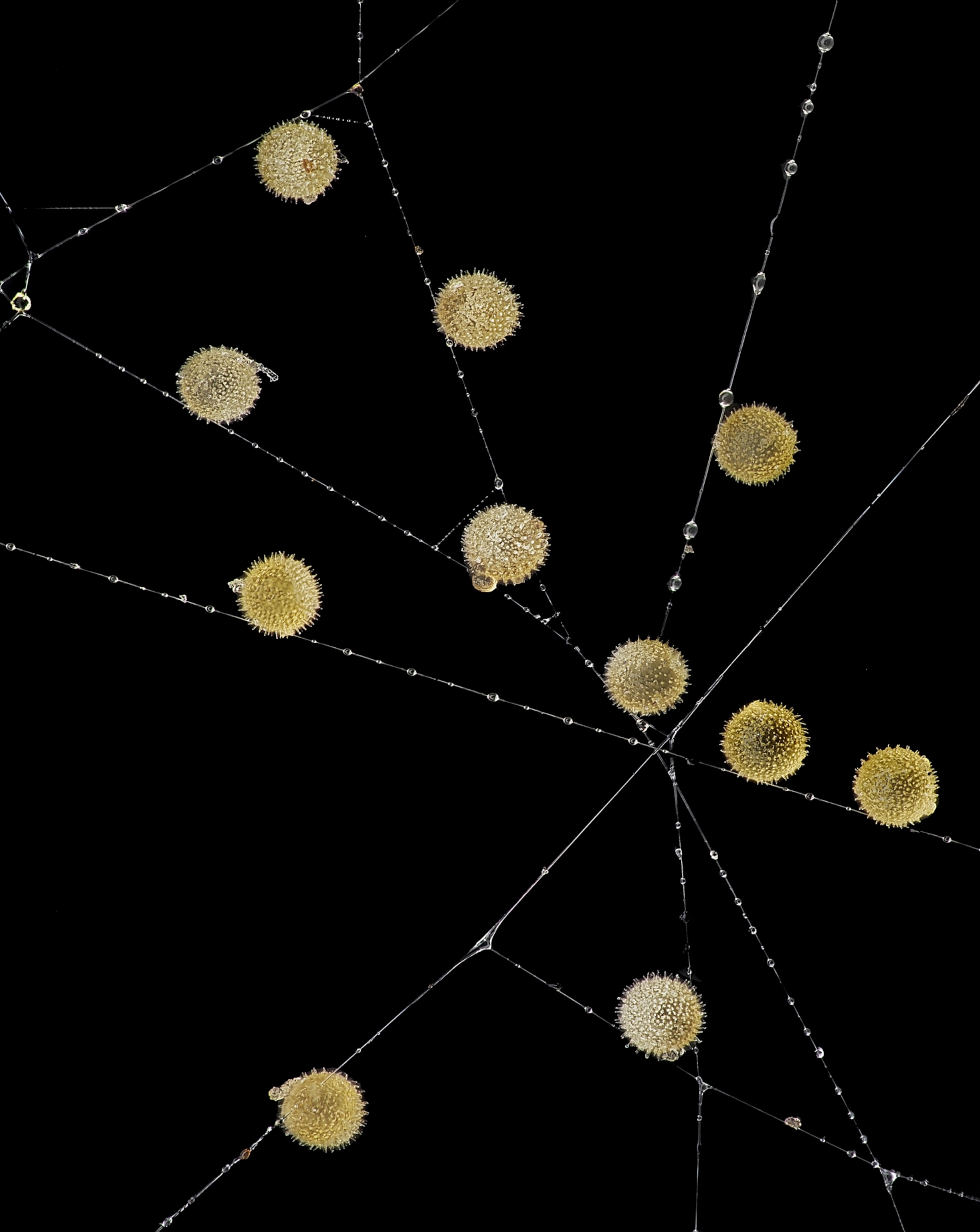 Several grains of pollen delicately scattered across the strands of a spider web. Drops of dew cling to the narrow web strands.