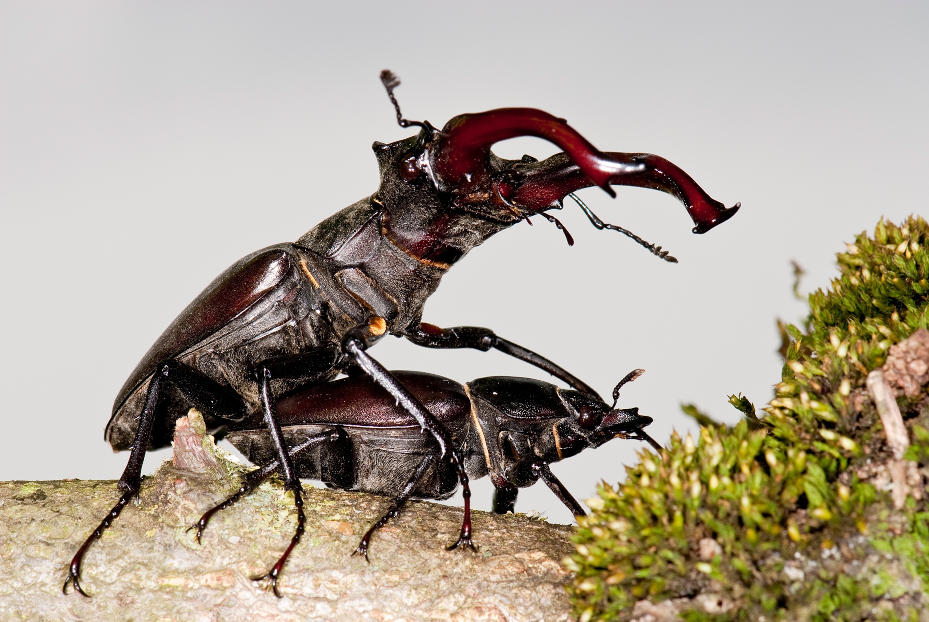 A beetle mounts another beetle from behind on a branch.