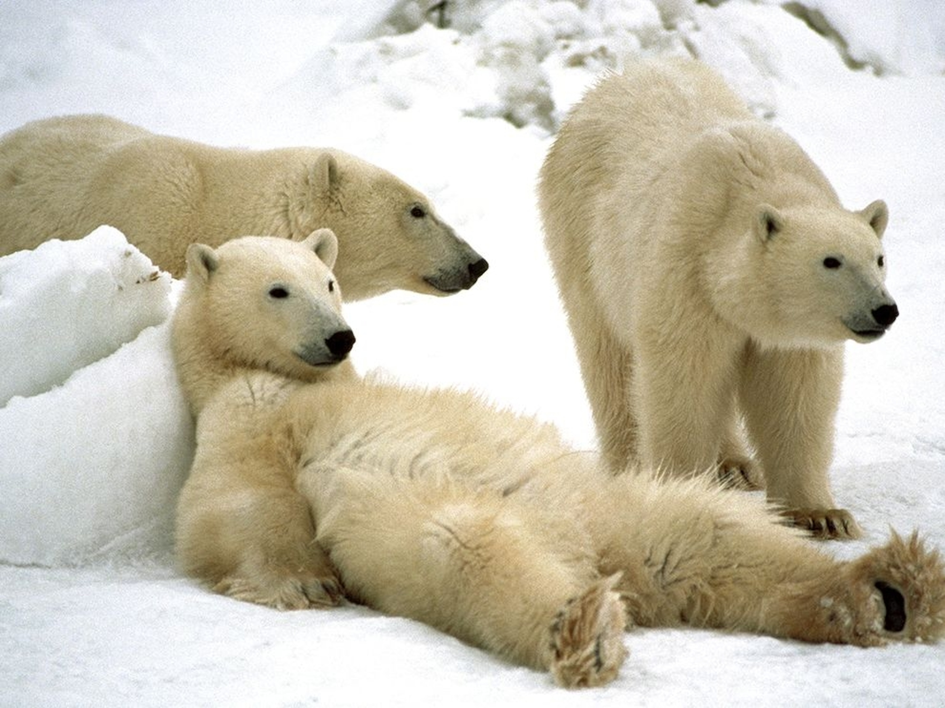 three polar bears, Churchill, Manitoba, Canada