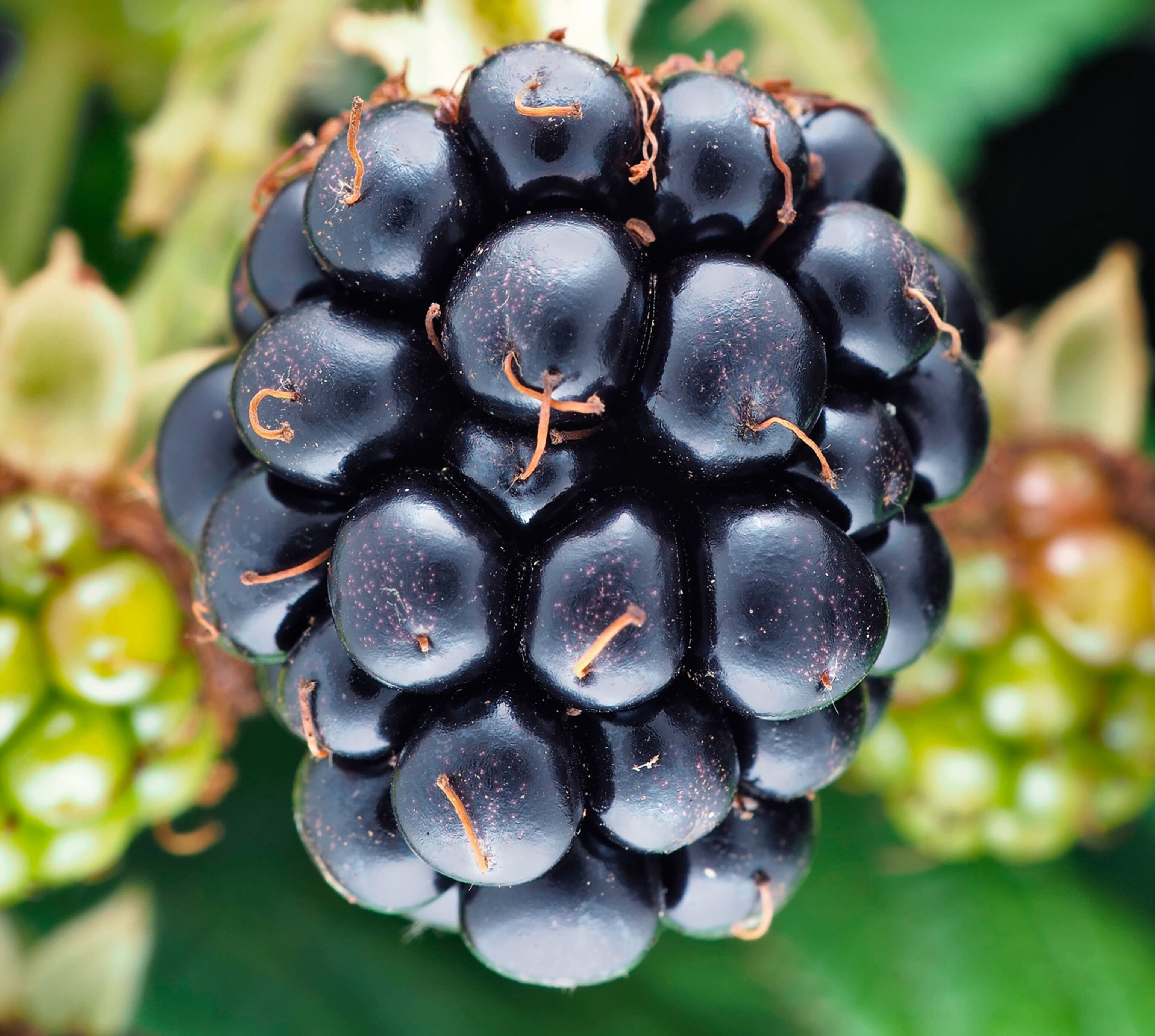 Picture of one ripe blackberry among green once.