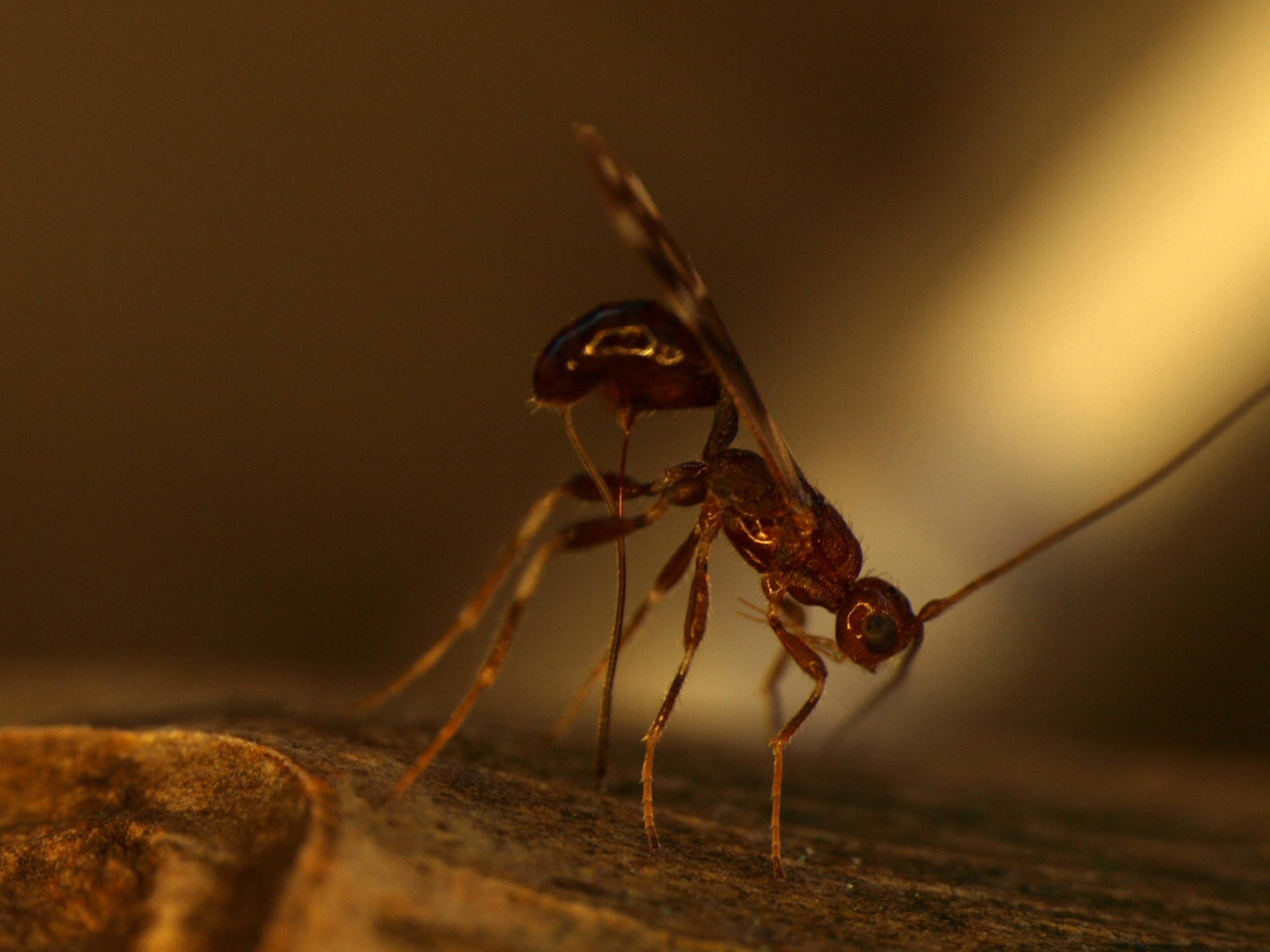 a Spathius galinae, the parasite that can help reduce the emerald ash borer population
