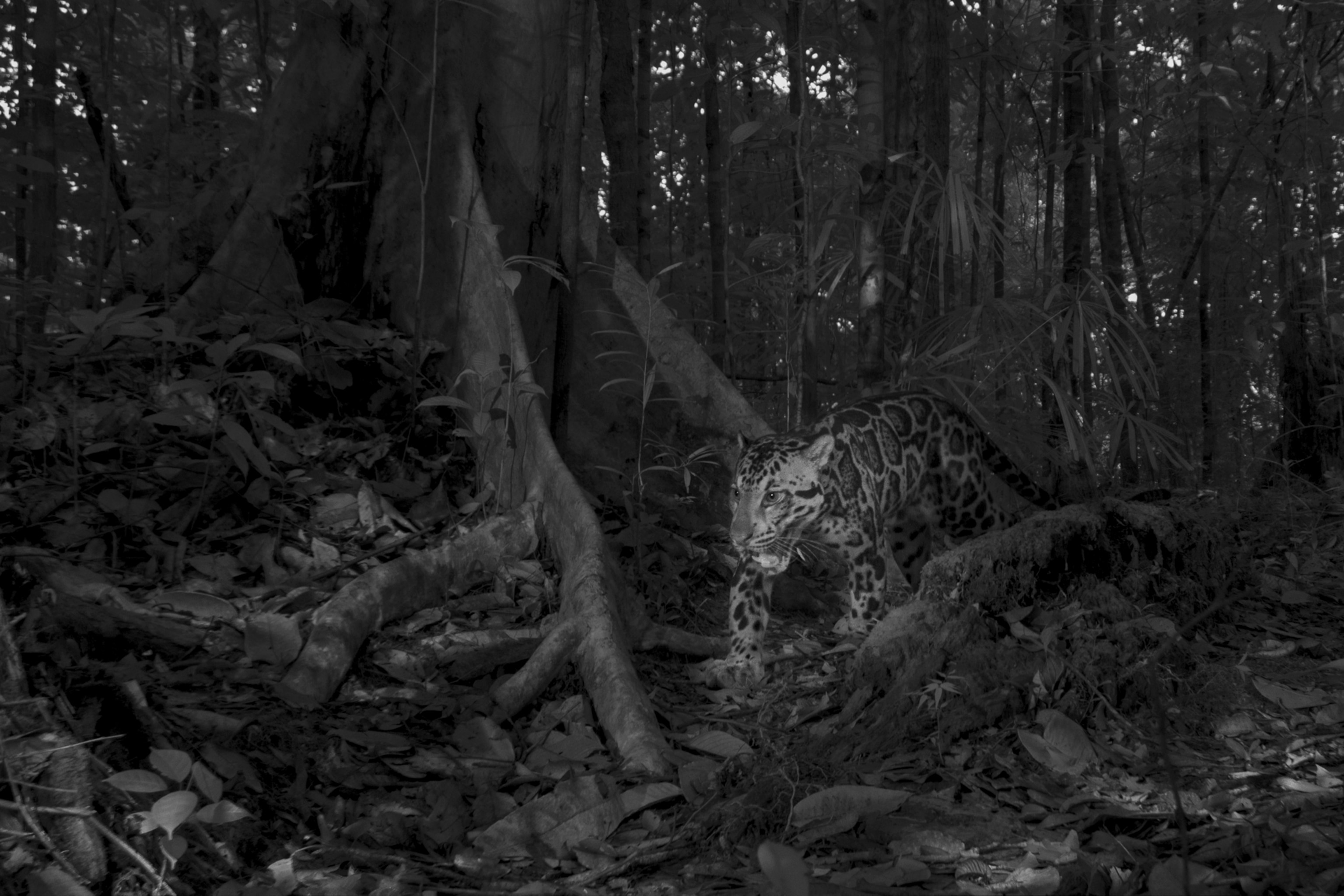 a Sunda clouded leopard sets off a camera trap near Cabang Panti Research Station. The leopard is walking between tree roots and is attentively looking foward.