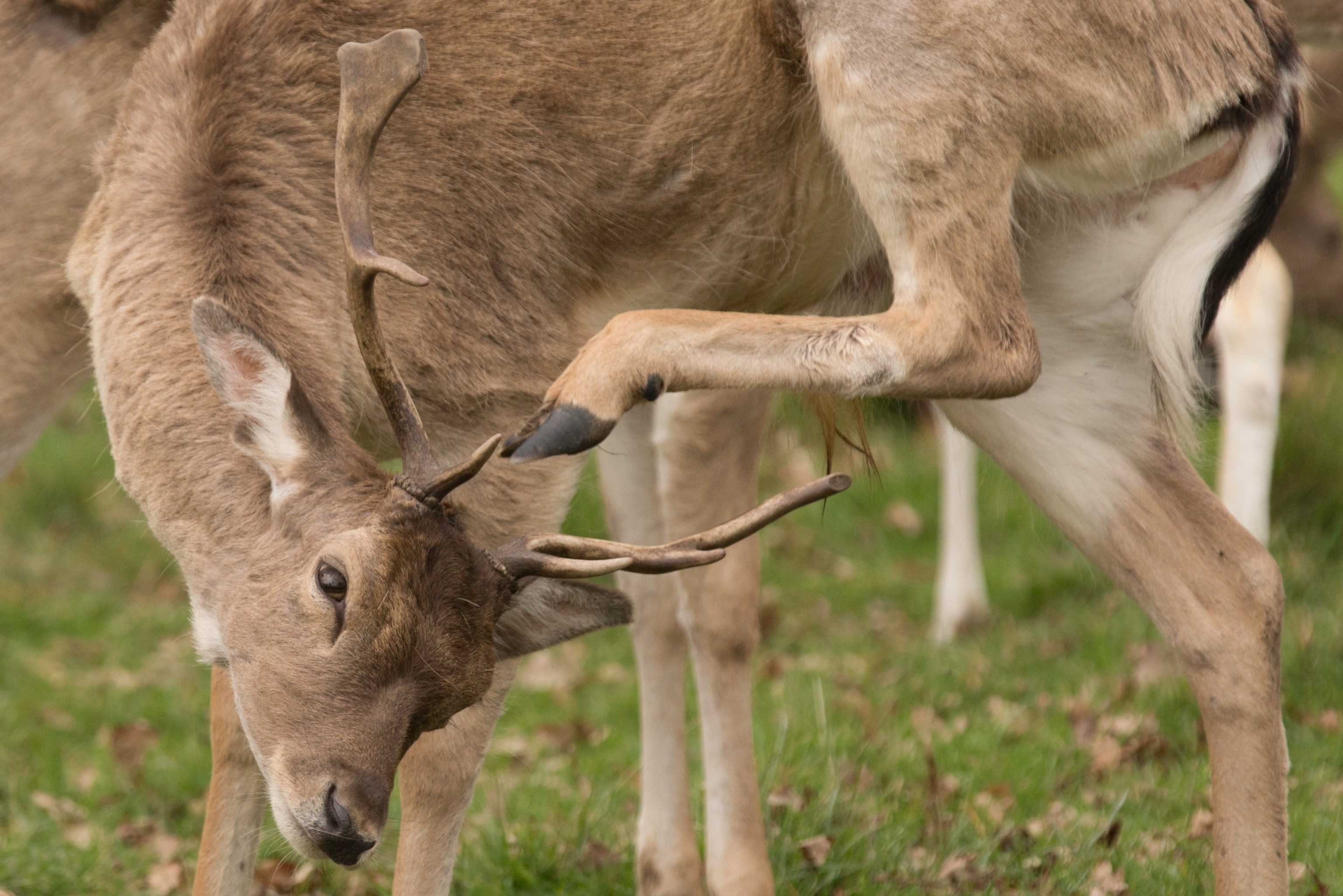 animal scratching