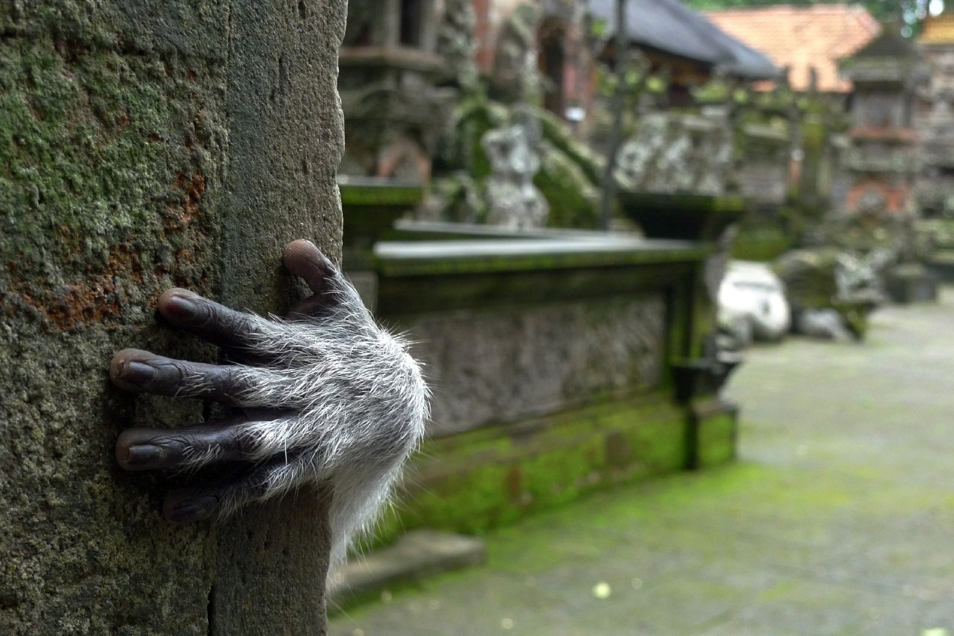 Macaque's hand on wall in Bali