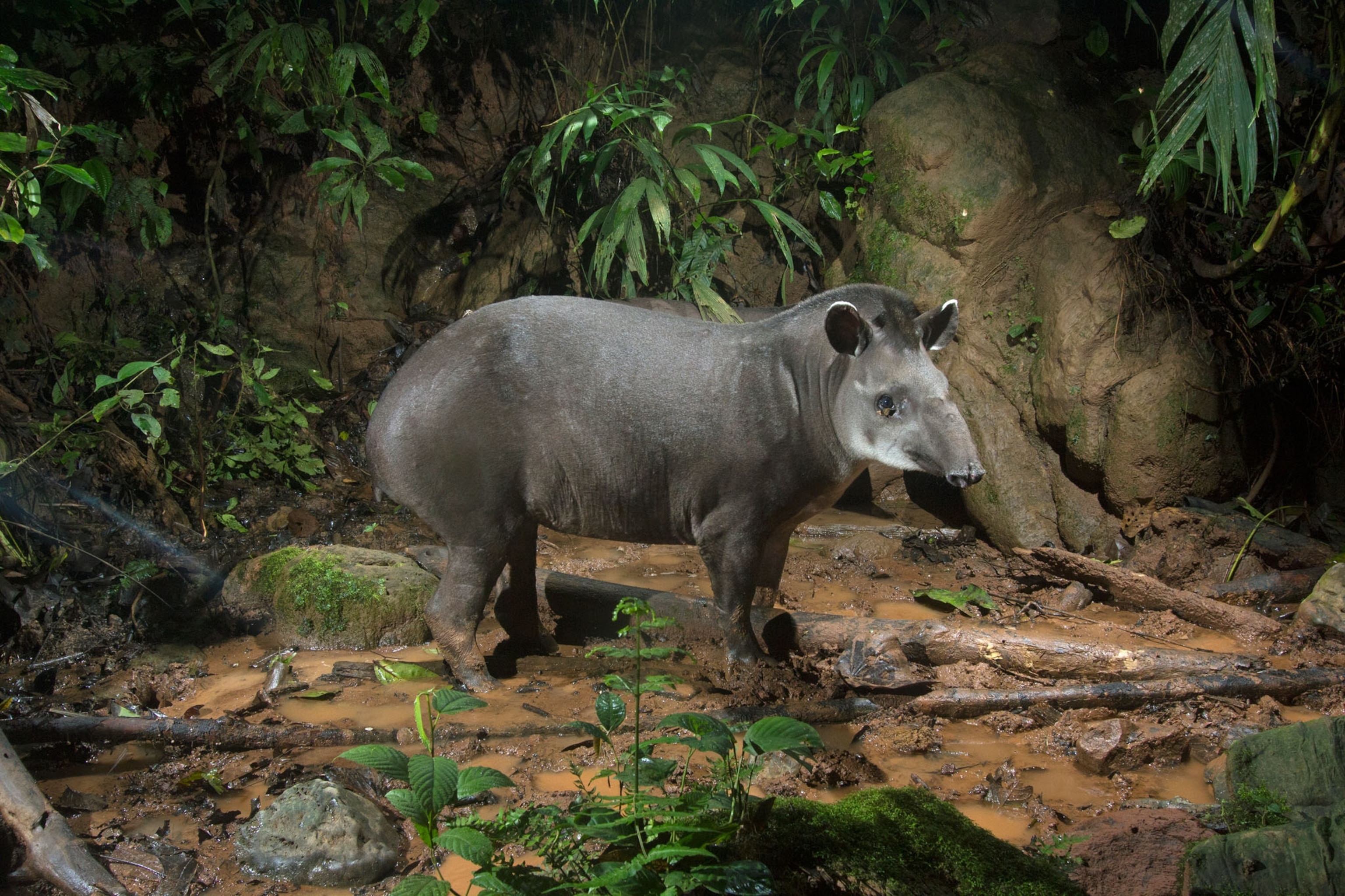 Picture of tapir