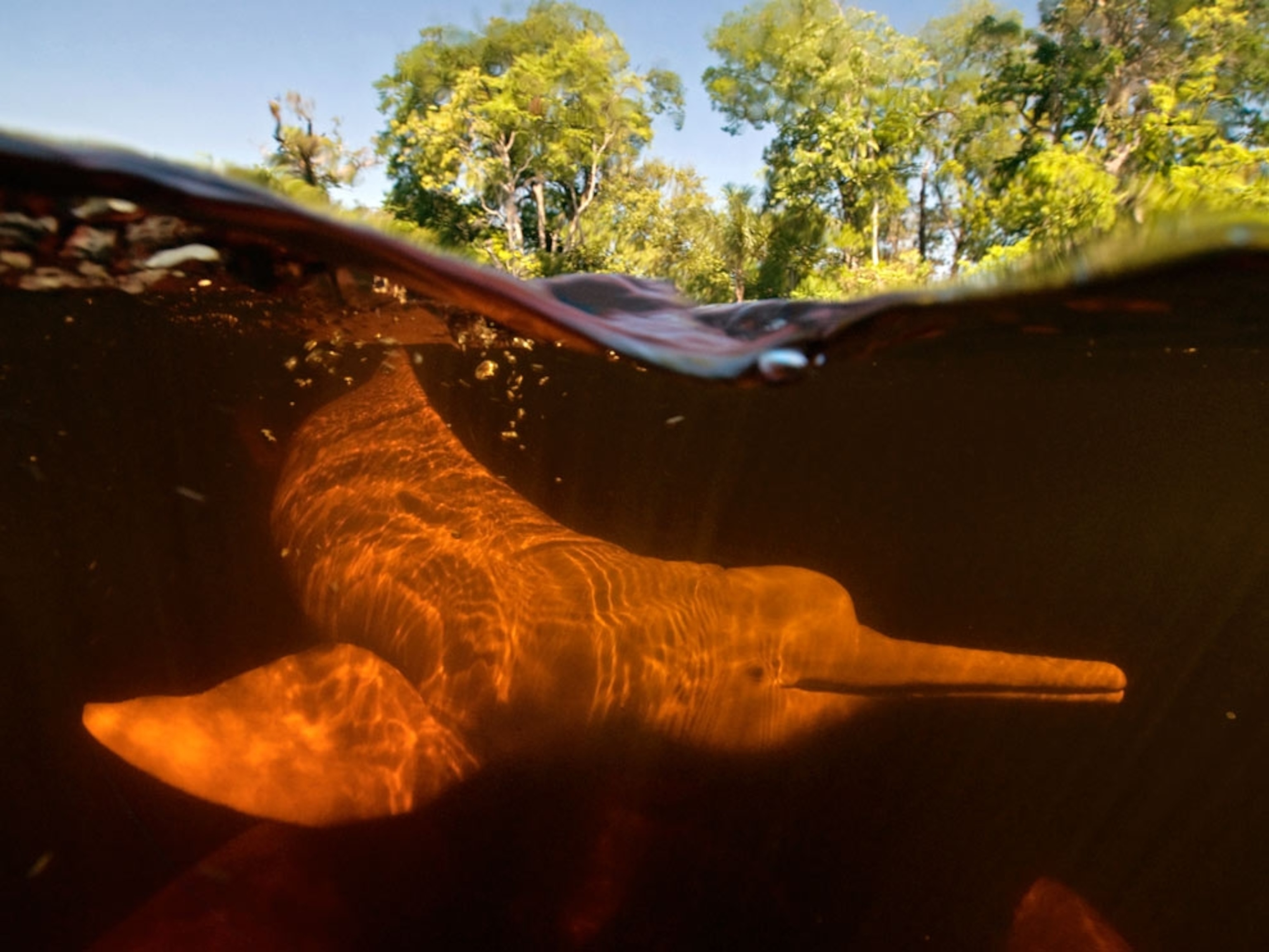 Pink river dolphin