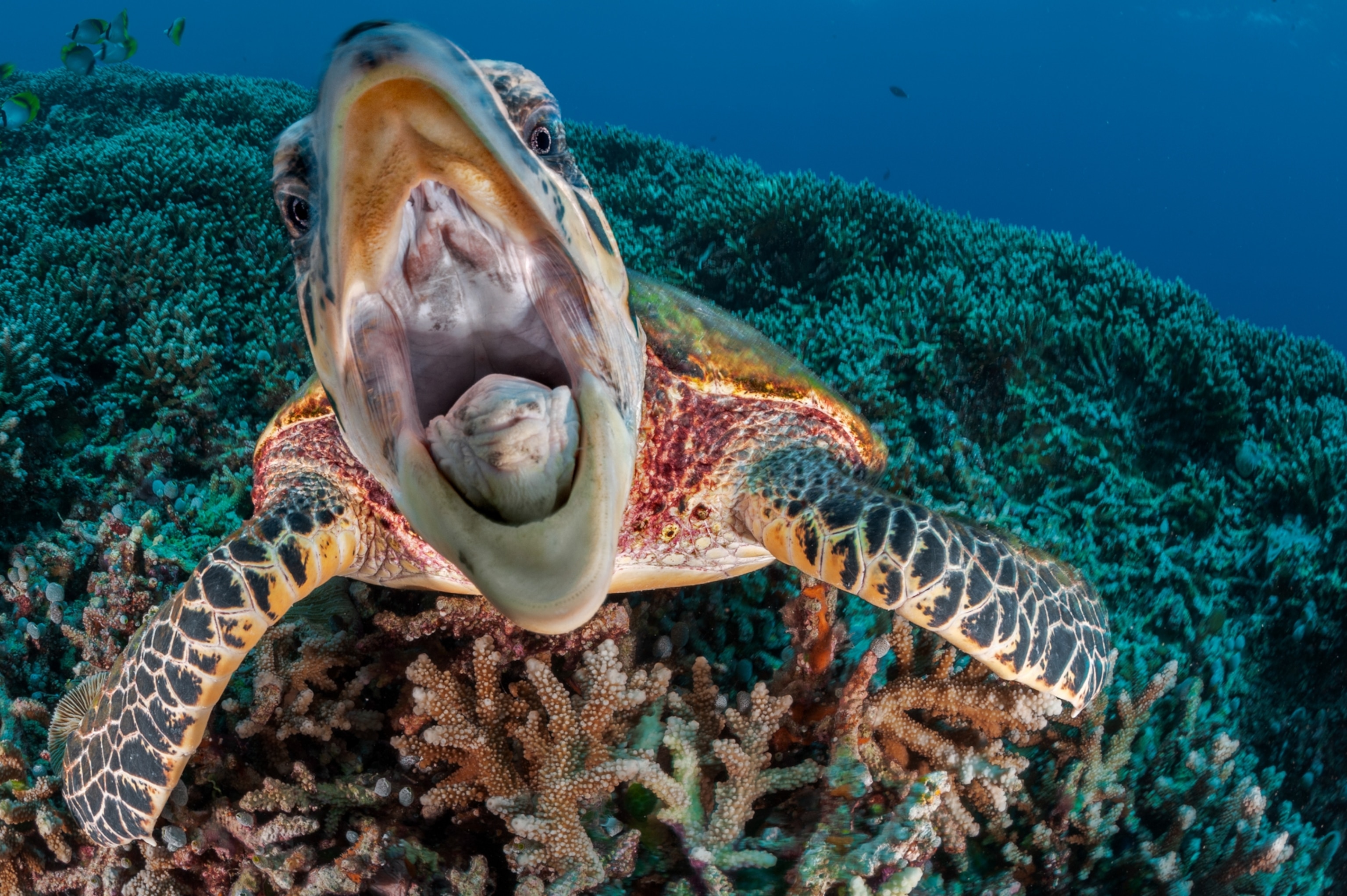 Picture of a hawksbill turtle swimming towards the camera with its jaw wide open.