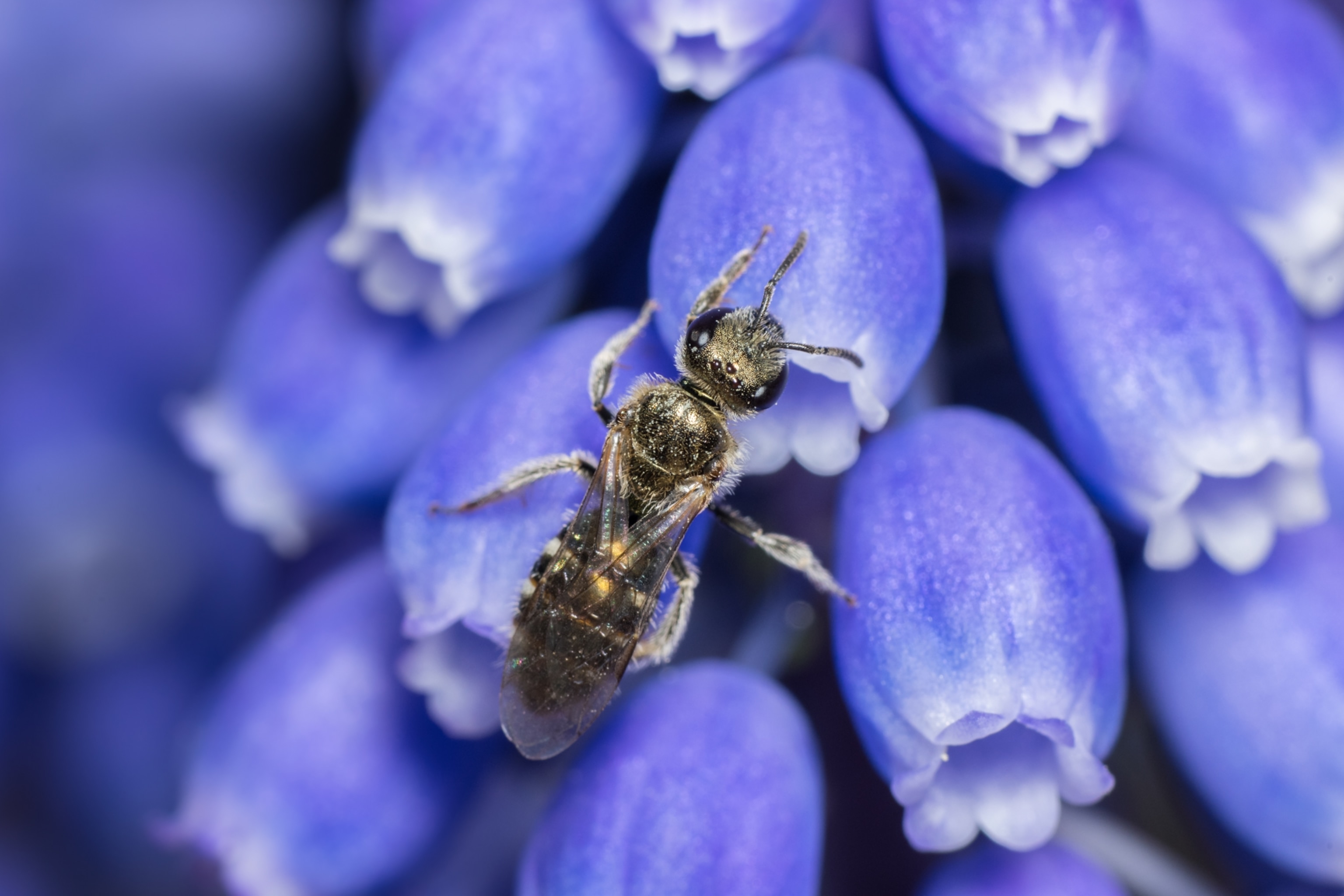 a bee on a purple flower
