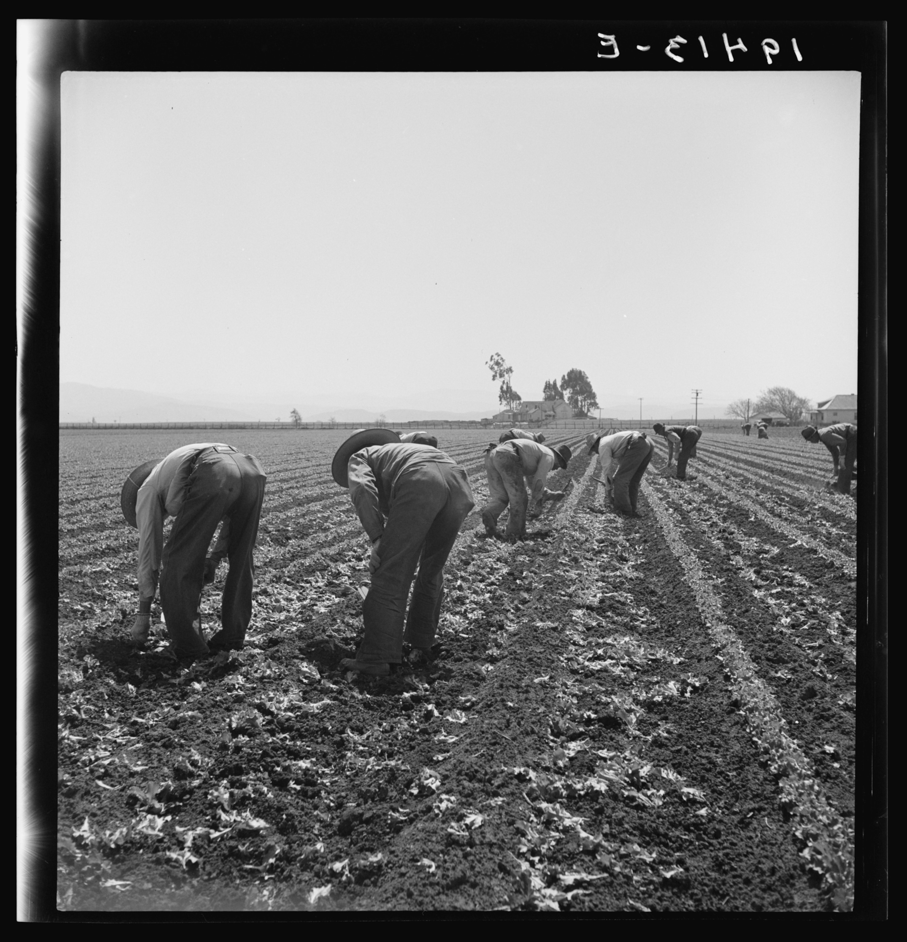 Filipino Farmworkers