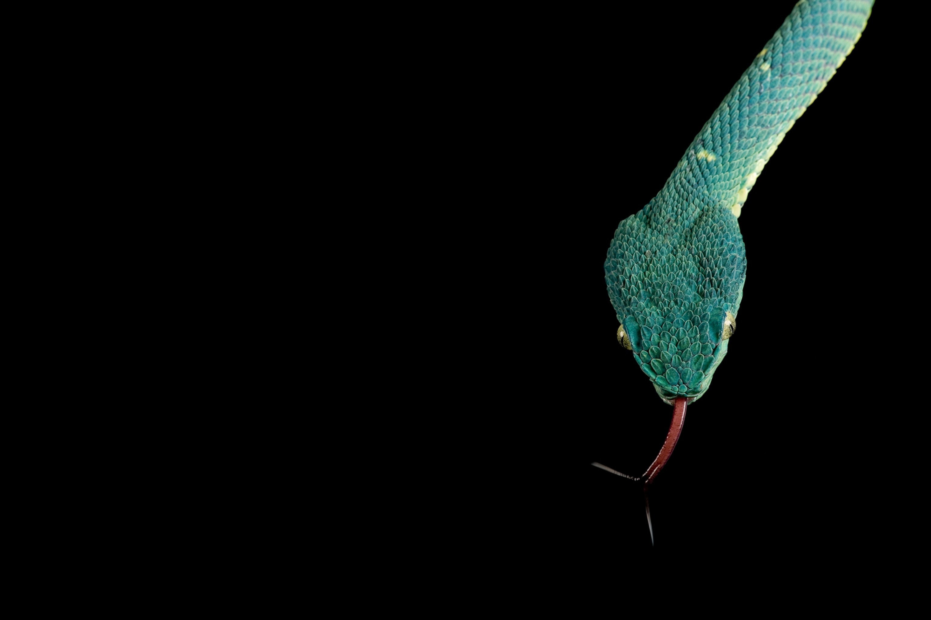 snake