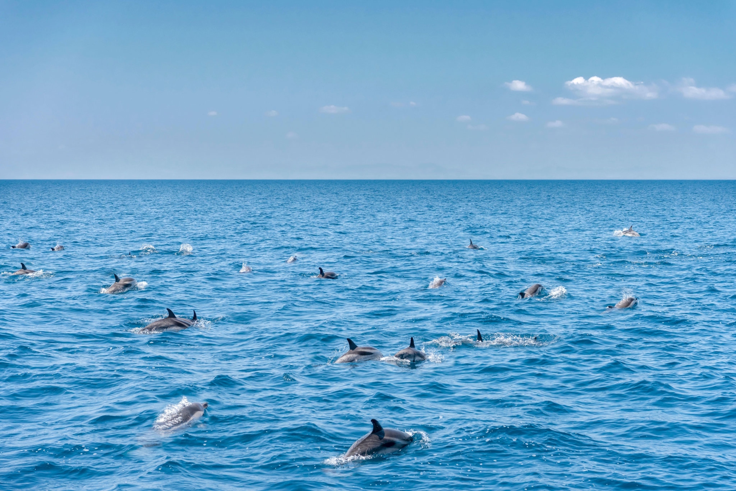 dolphins in the sea