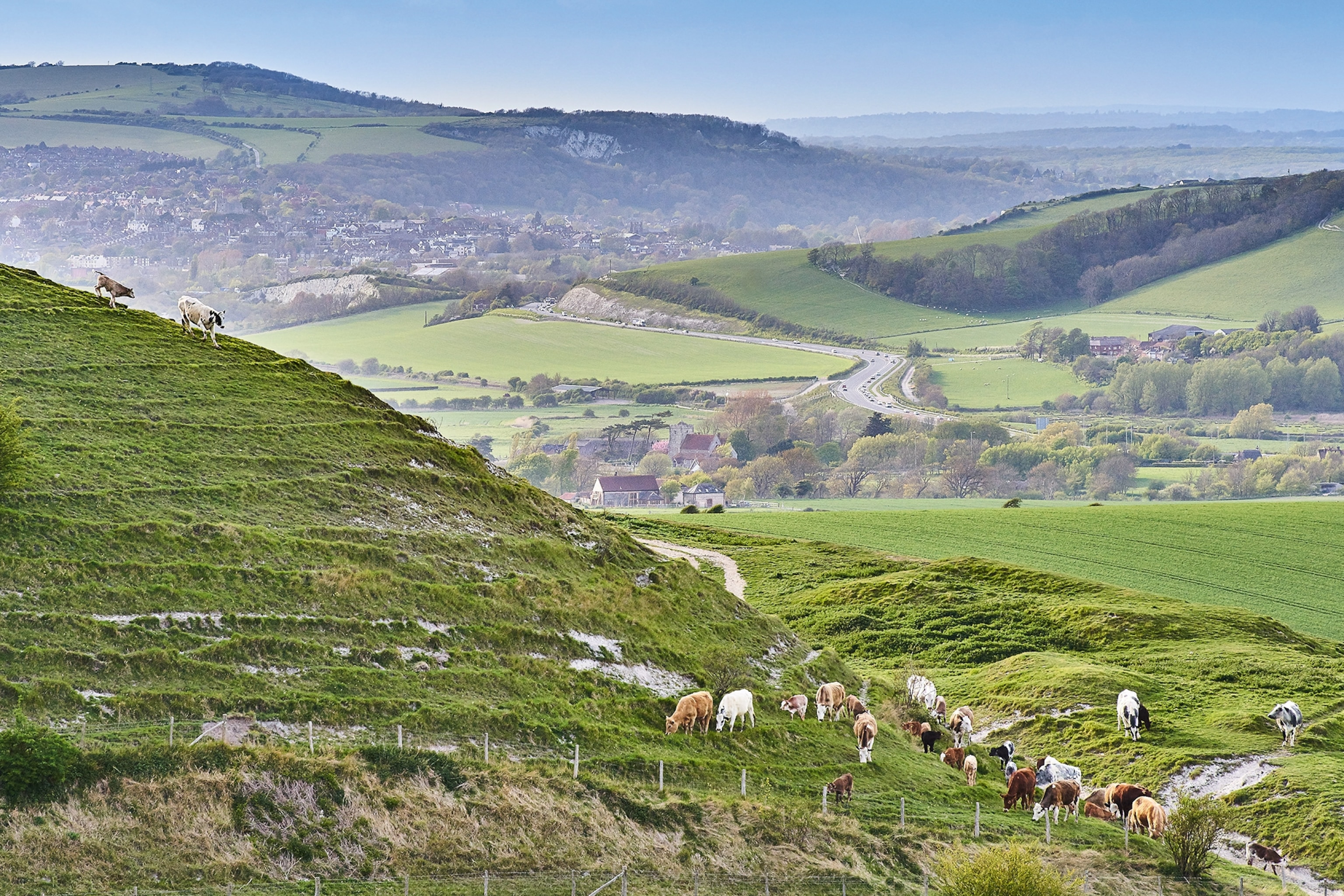 Cows grazing on a hillside