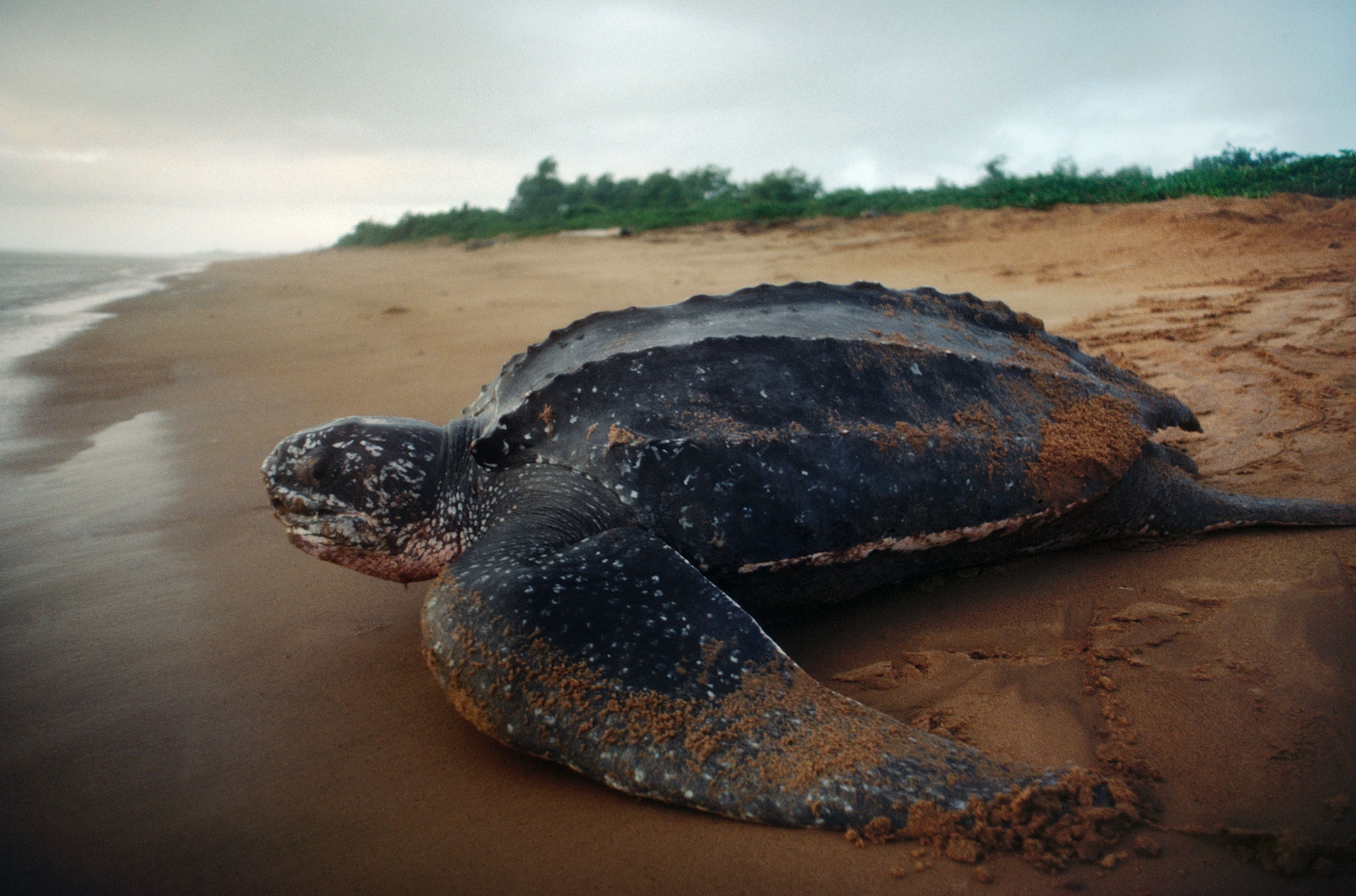 a nesting leatherback sea turtle, Dermochelys coriacea, returns to sea