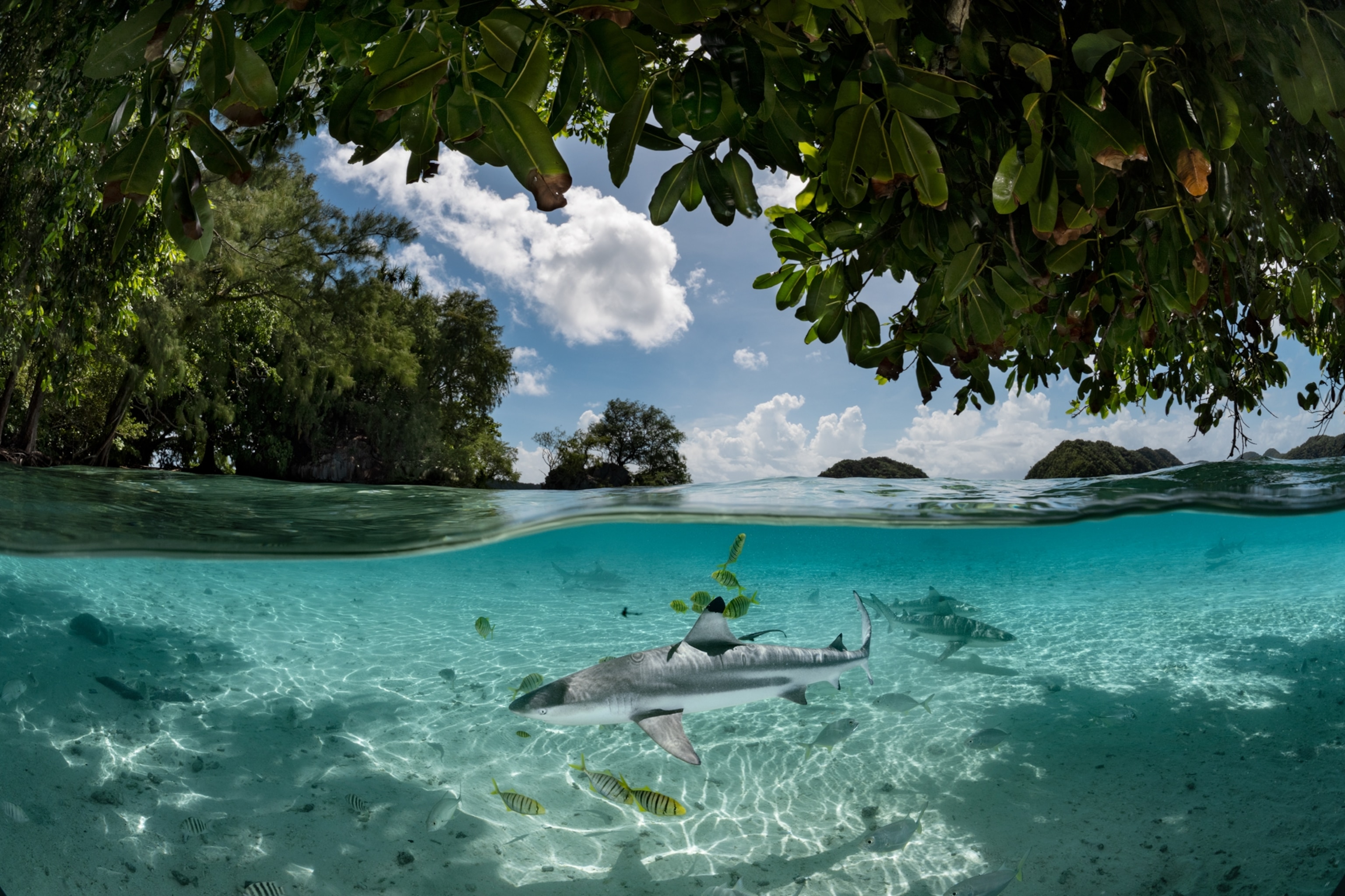 Framed by the shade of a hanging tree, a Blacktip reef shark, approximately 3 to 4 feet long, is lit by reflections of the sun on the water's surface as it swims alongside other sharks and fish.