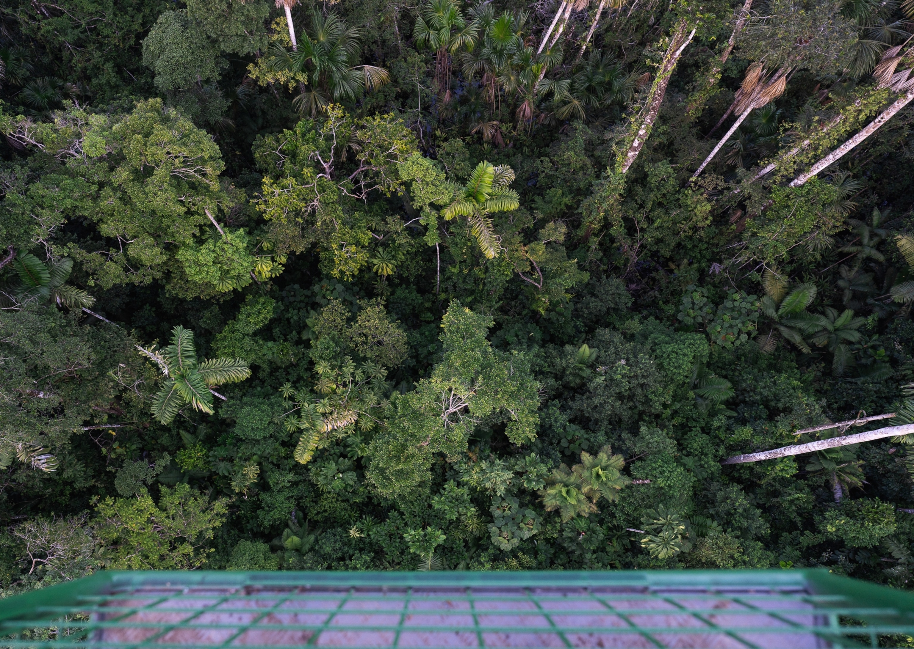 A view looking straight down at the canopy from the basket of the newly installed crane.