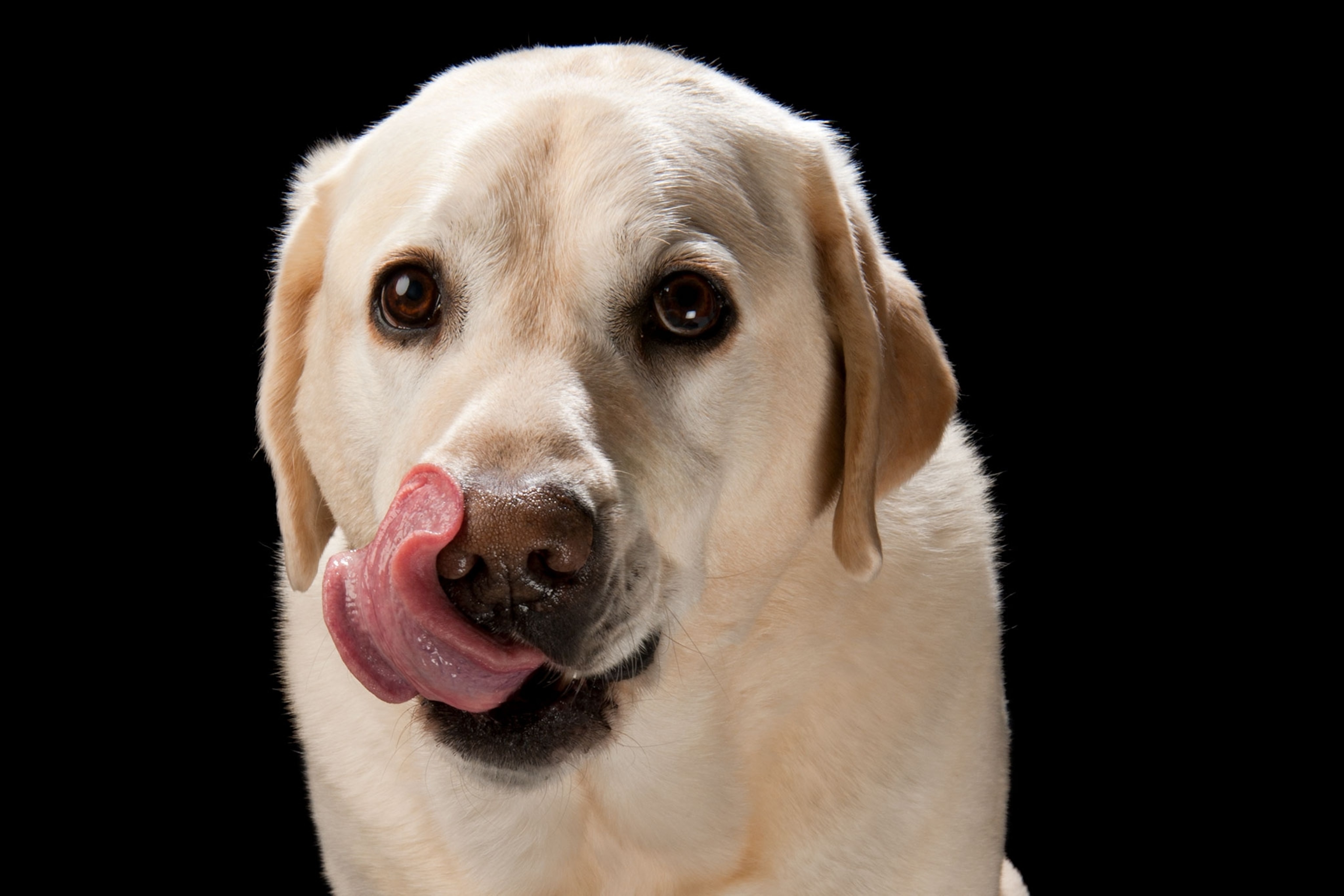a yellow labrador dog