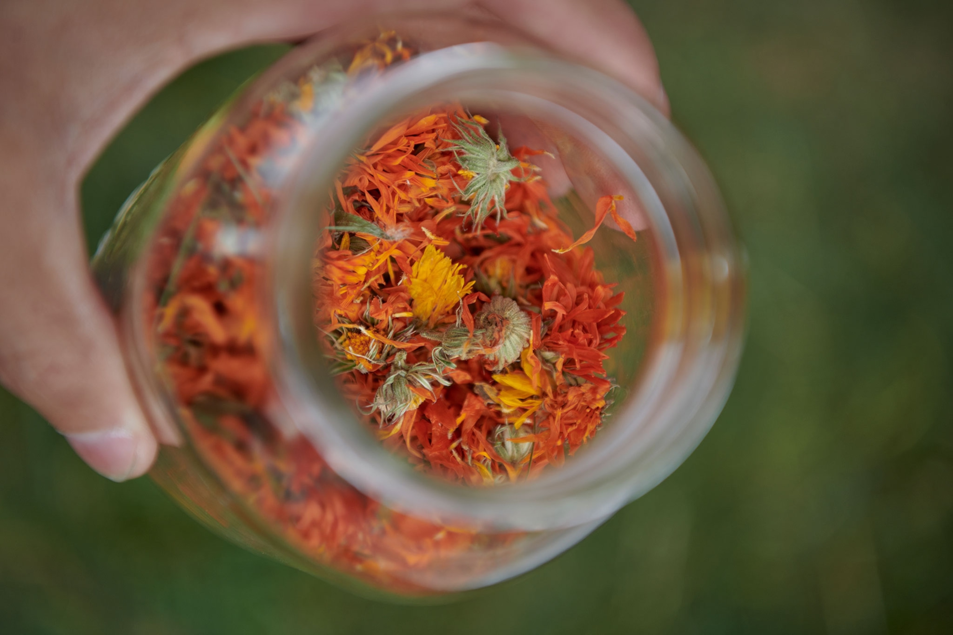An aerial view of a hand is holding a glass jar filled with small, narrow, yellow and orange petals with a few green pieces here and there.
