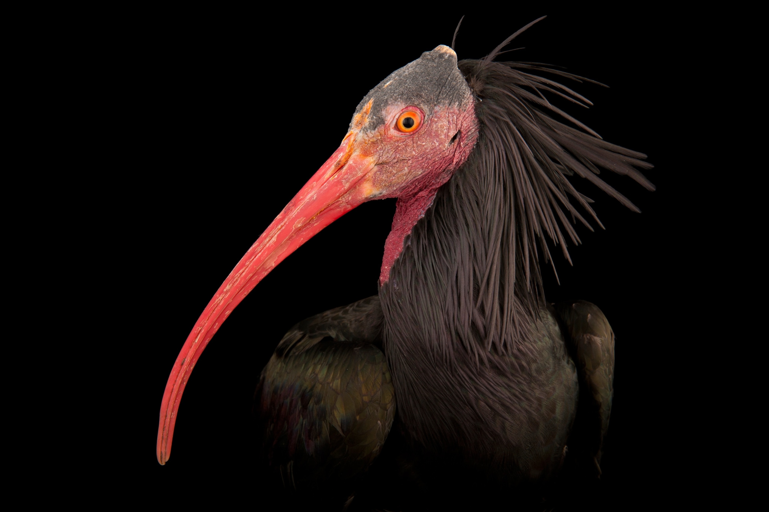 a northern bald ibis.