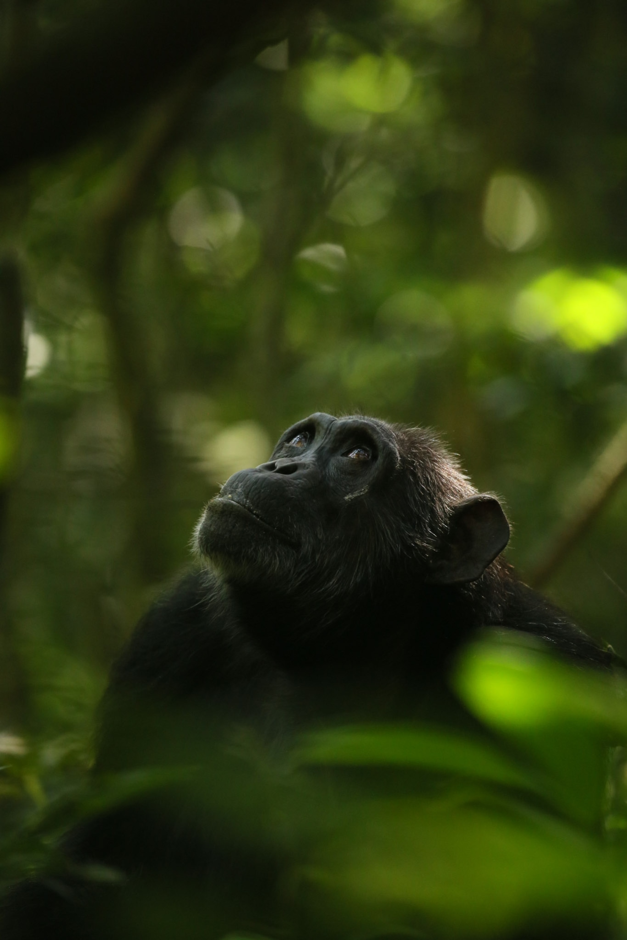 A tightly cropped image of a chimp staring upward soft light higlights the eye and green leaves frame her face.
