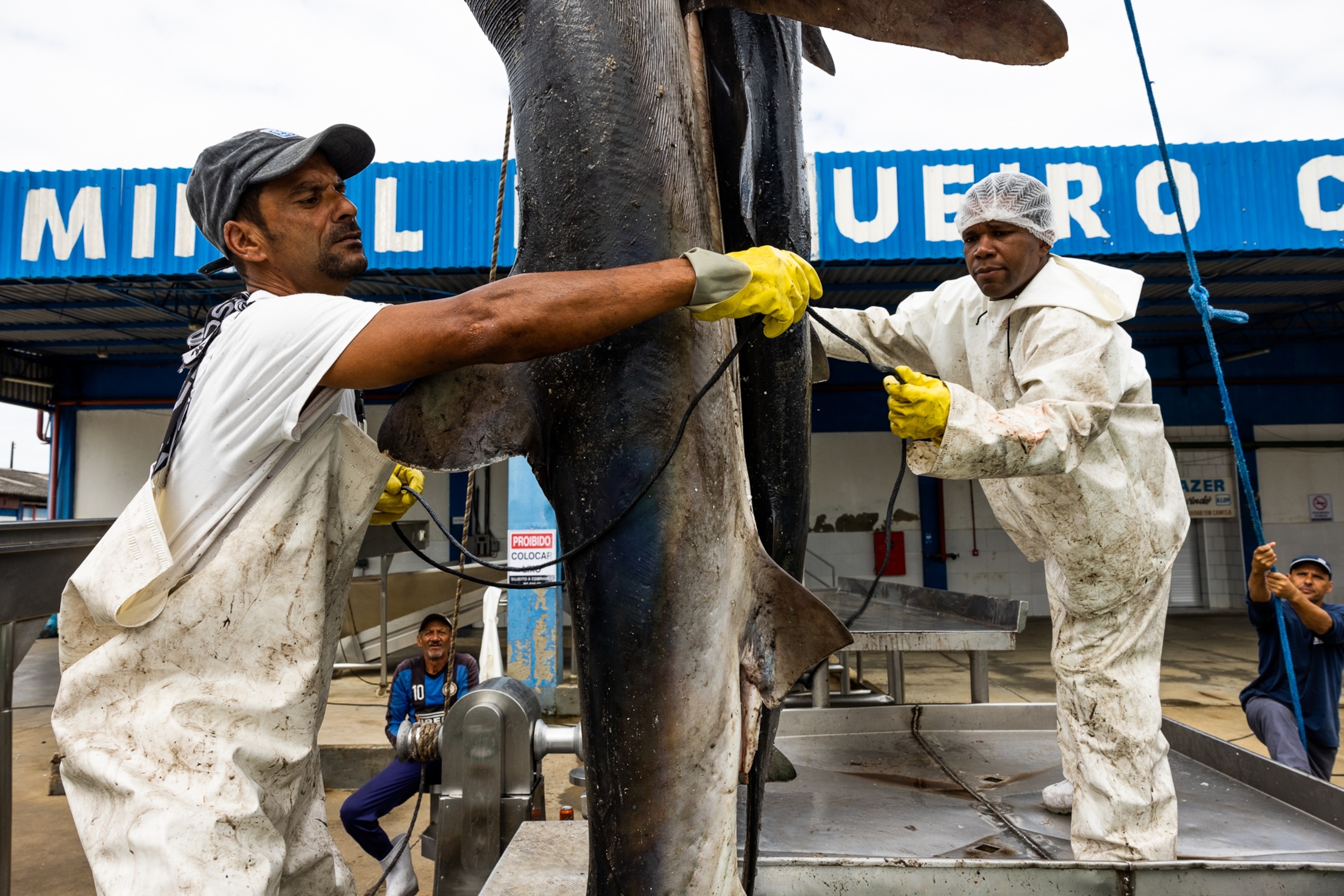 two men unload shark from a commercial fishing boat, while another man who is seated looks on