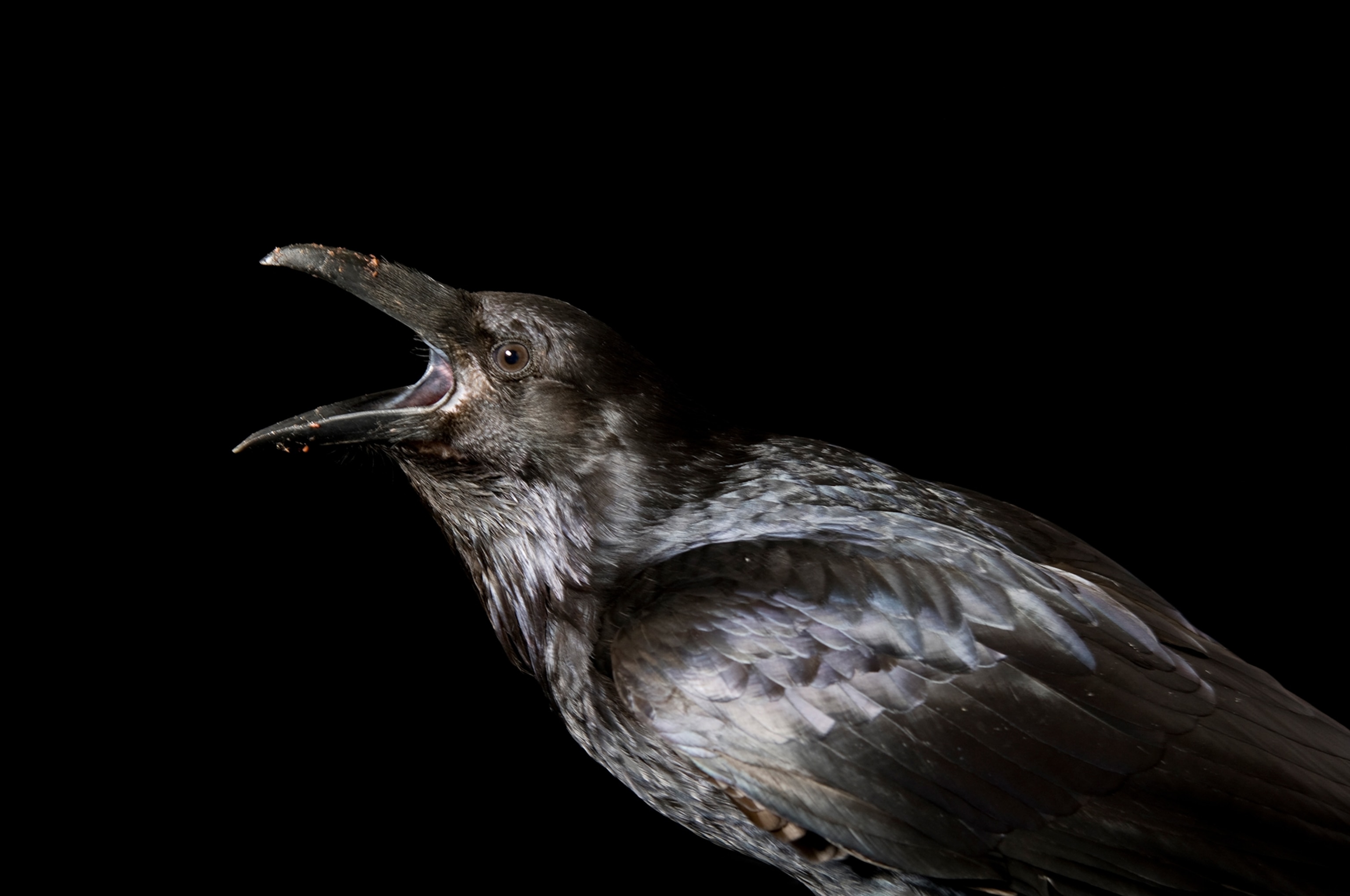 an American crow