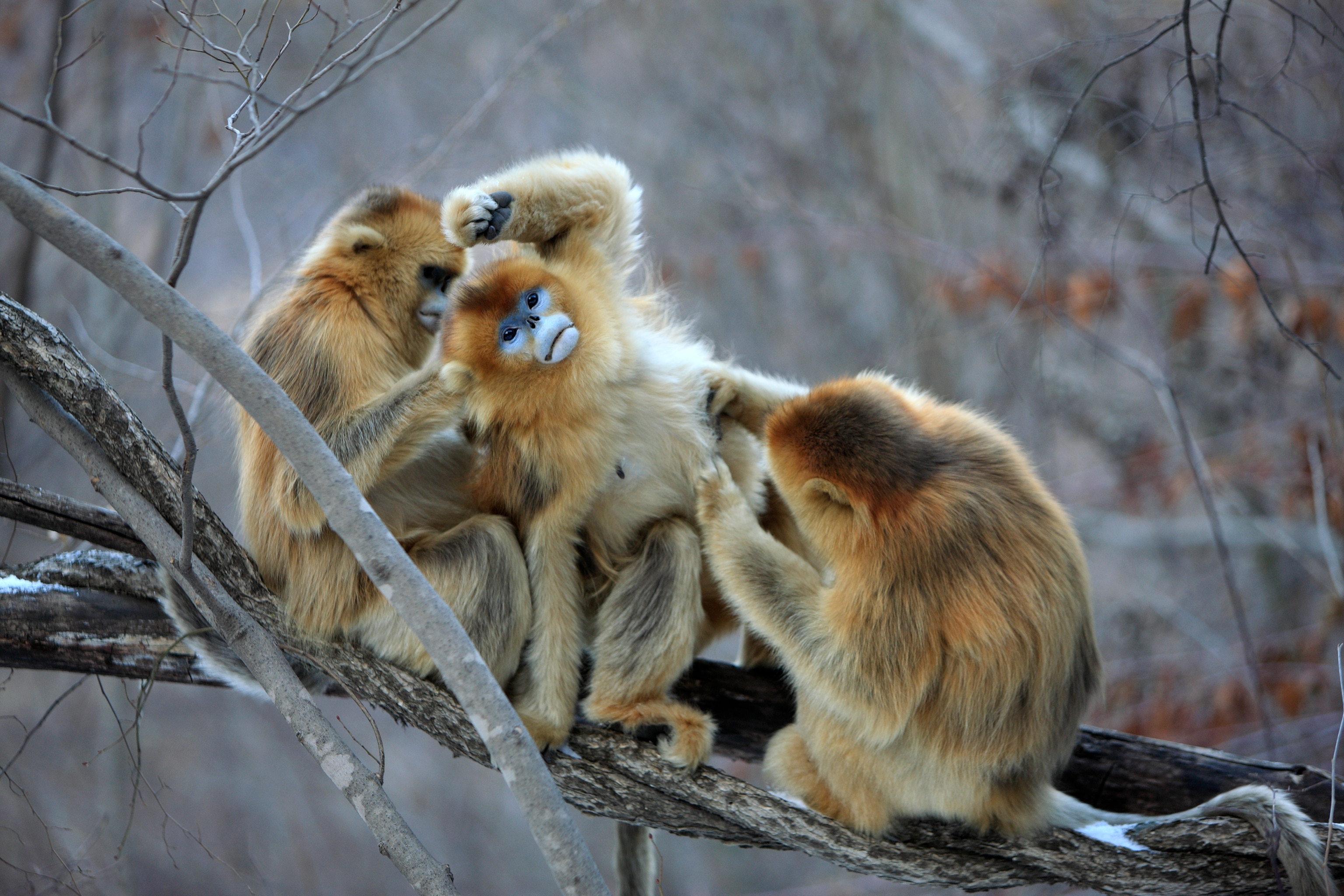 Grooming Females