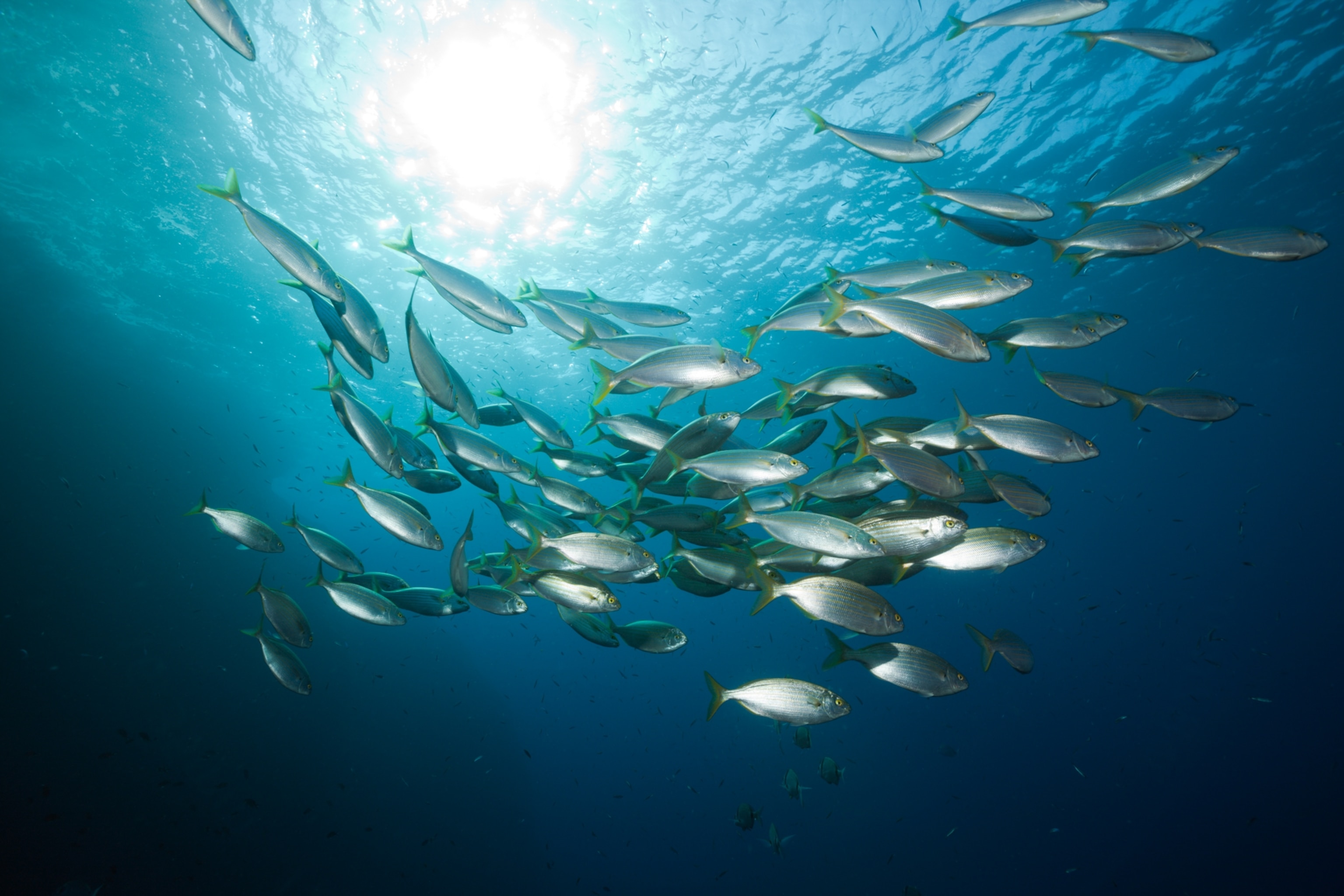 A school of fish with yellow stripes lengthwise along their silvery bodies.