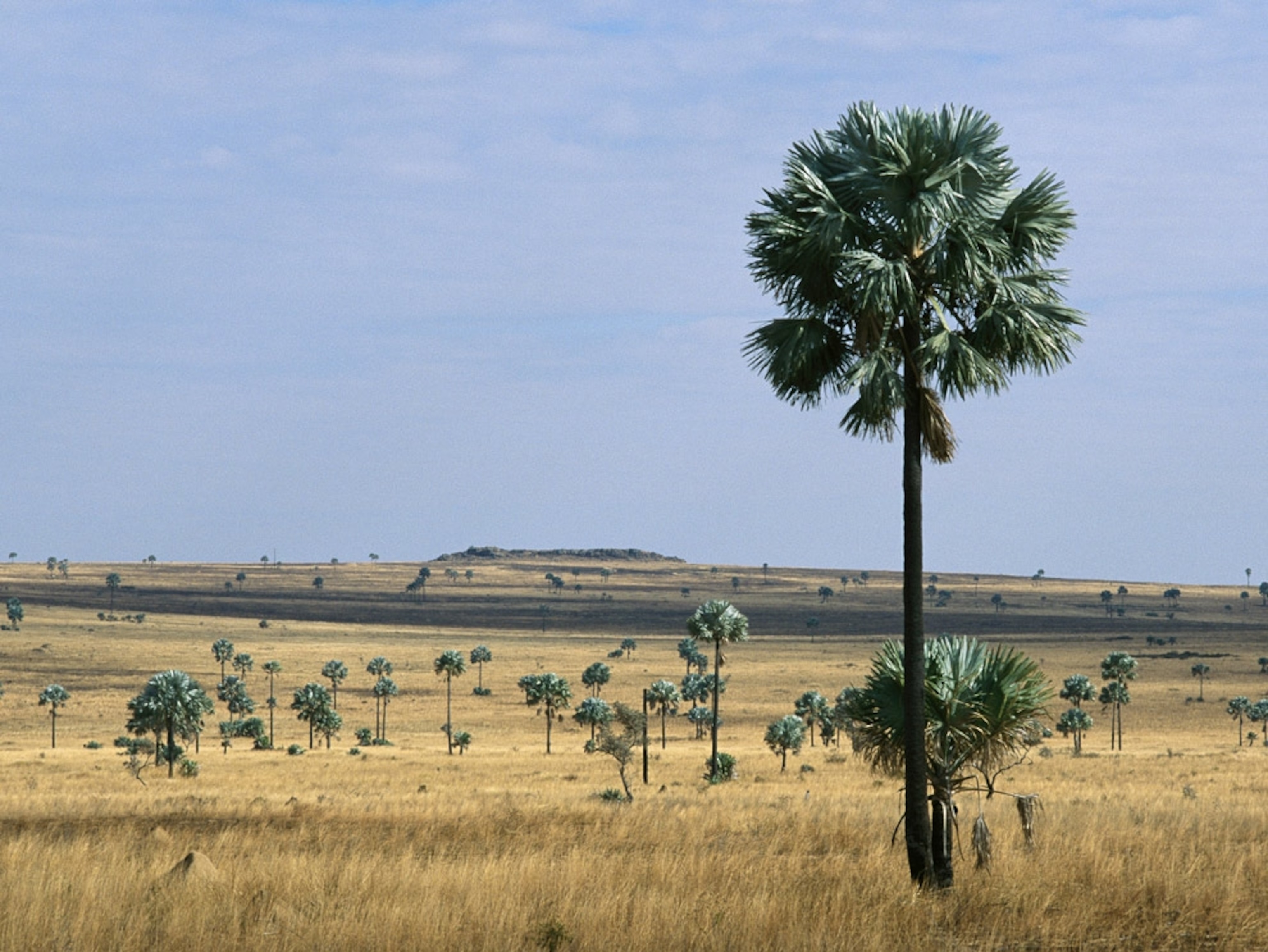 Savanna dotted with palm trees