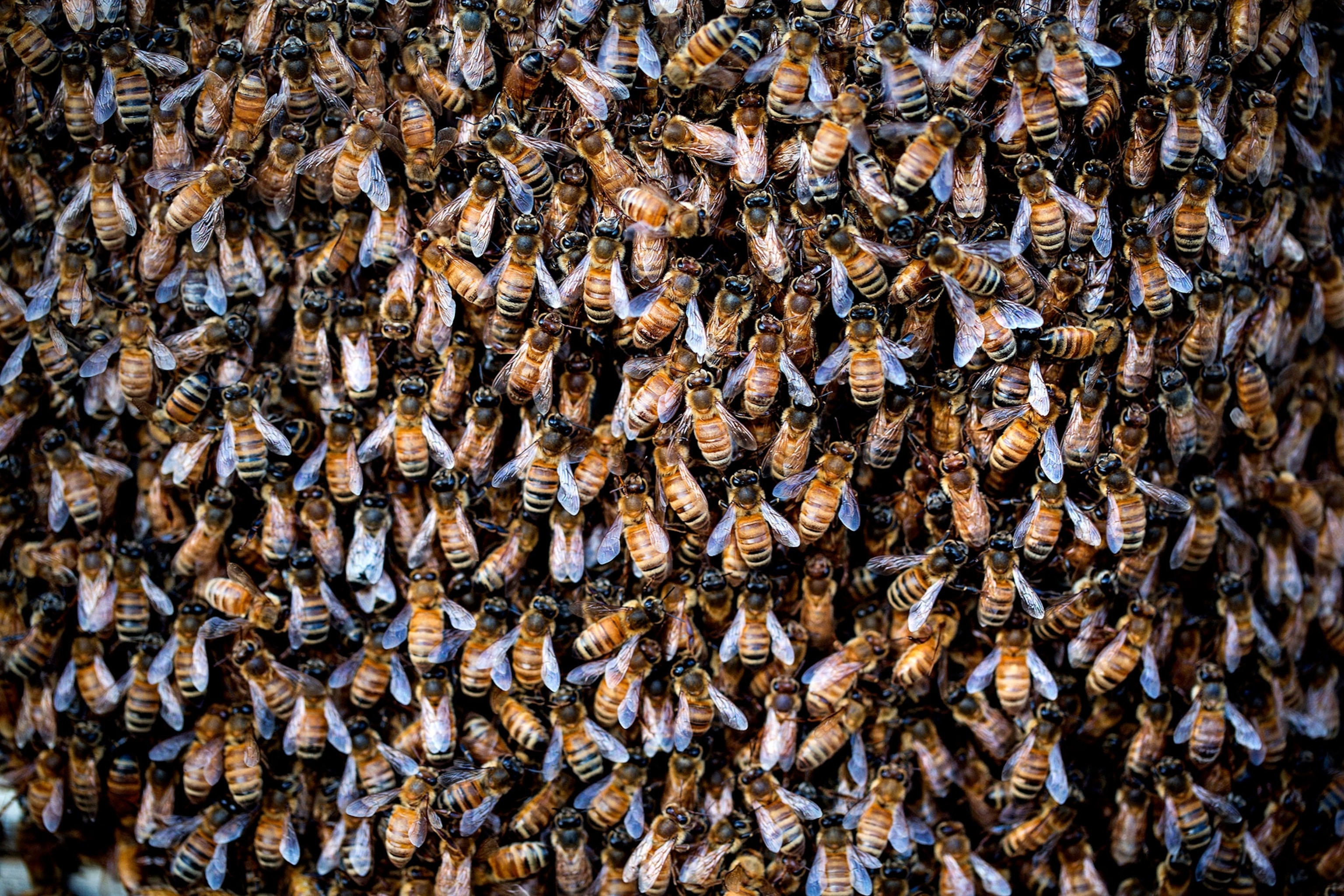 honey bees.