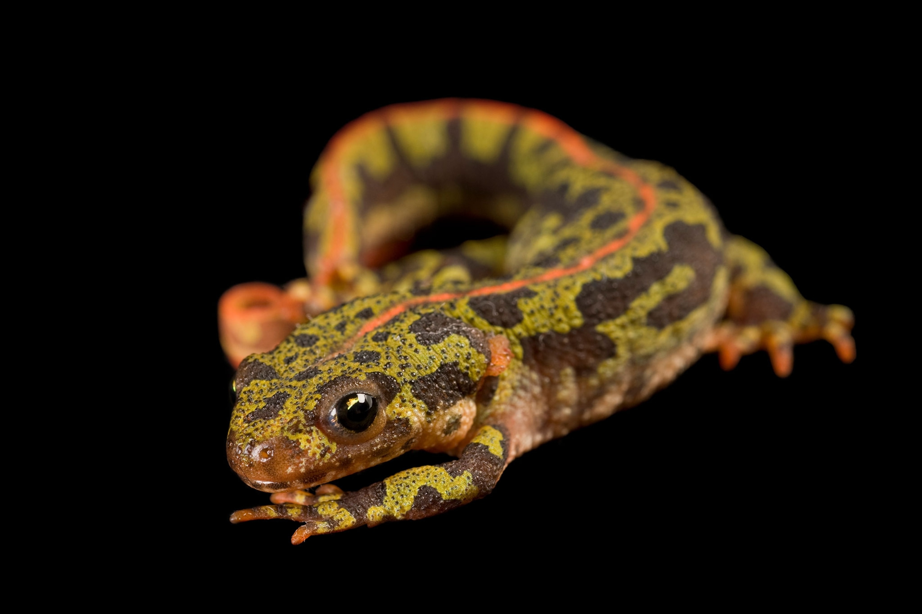 a marbled newt