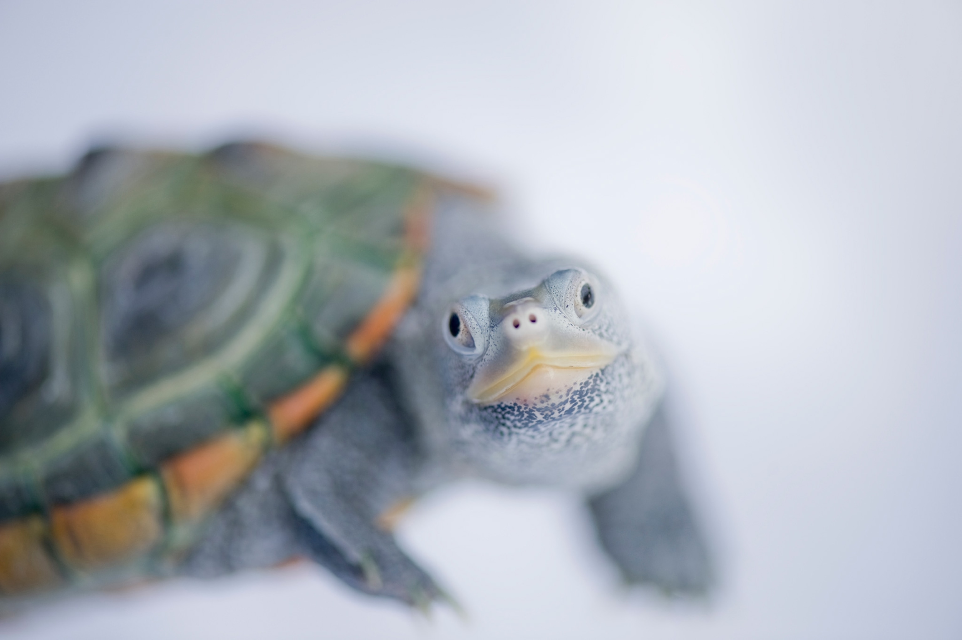 a Bermuda diamondback terrapin