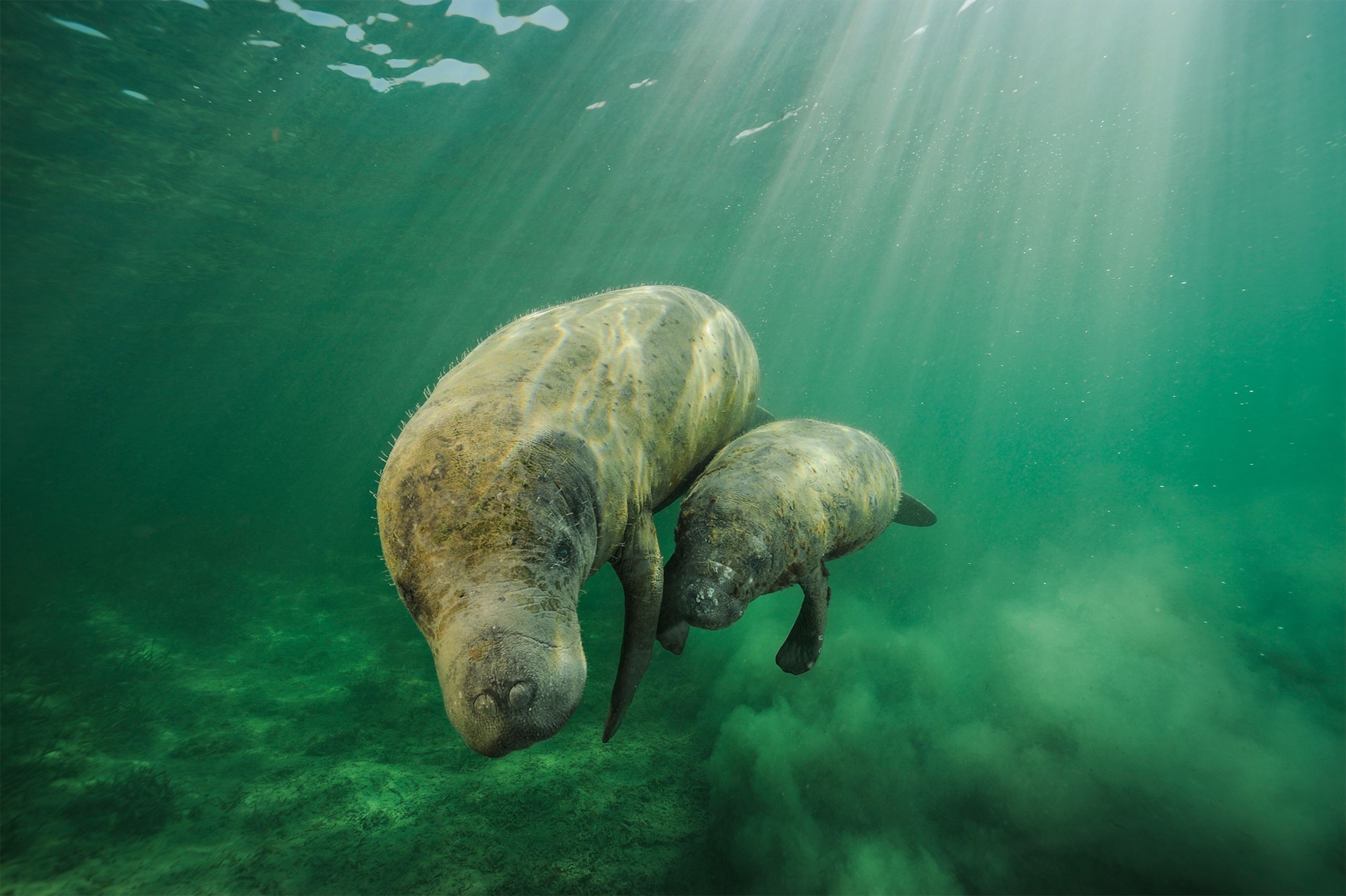 manatees swimming off the coast of Belize