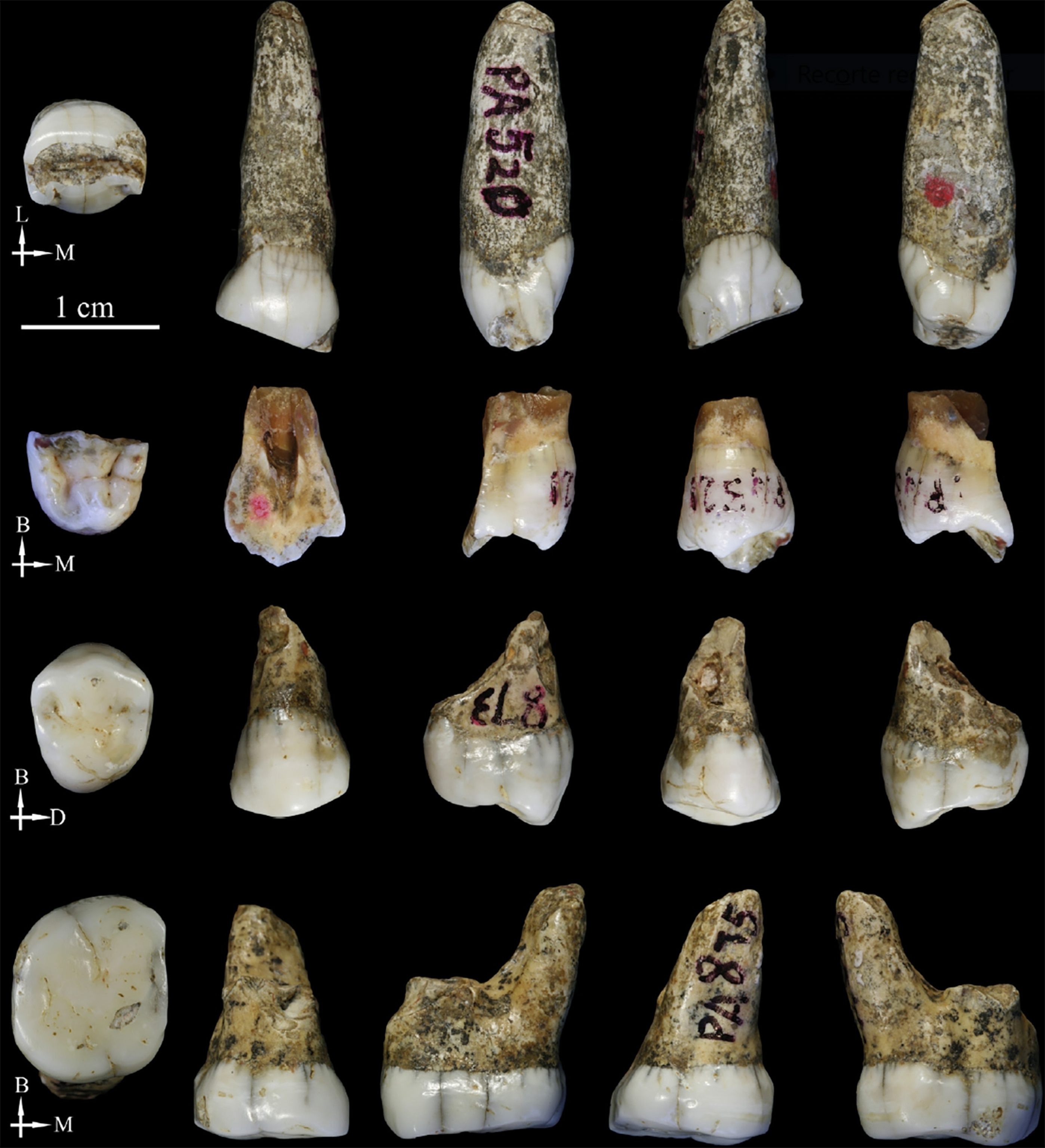 teeth from Tongzi site.