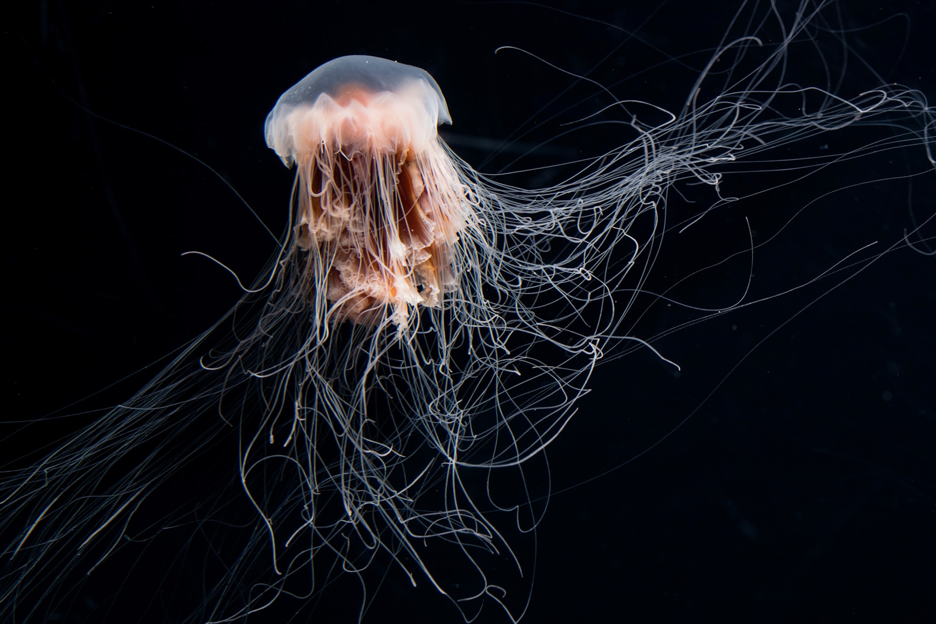 Jelly fish on black background with tentacles spreading across the frame