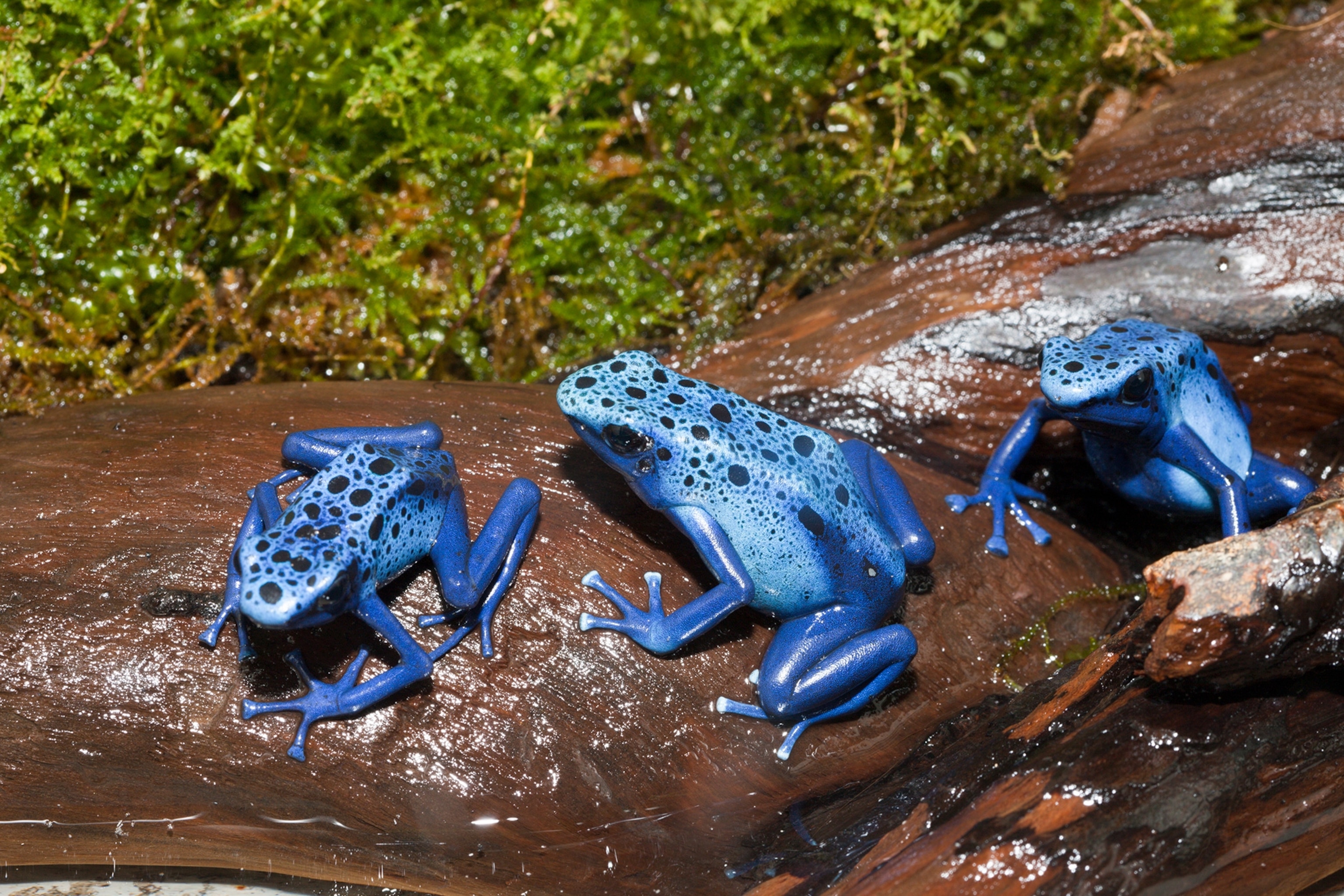 poison frogs