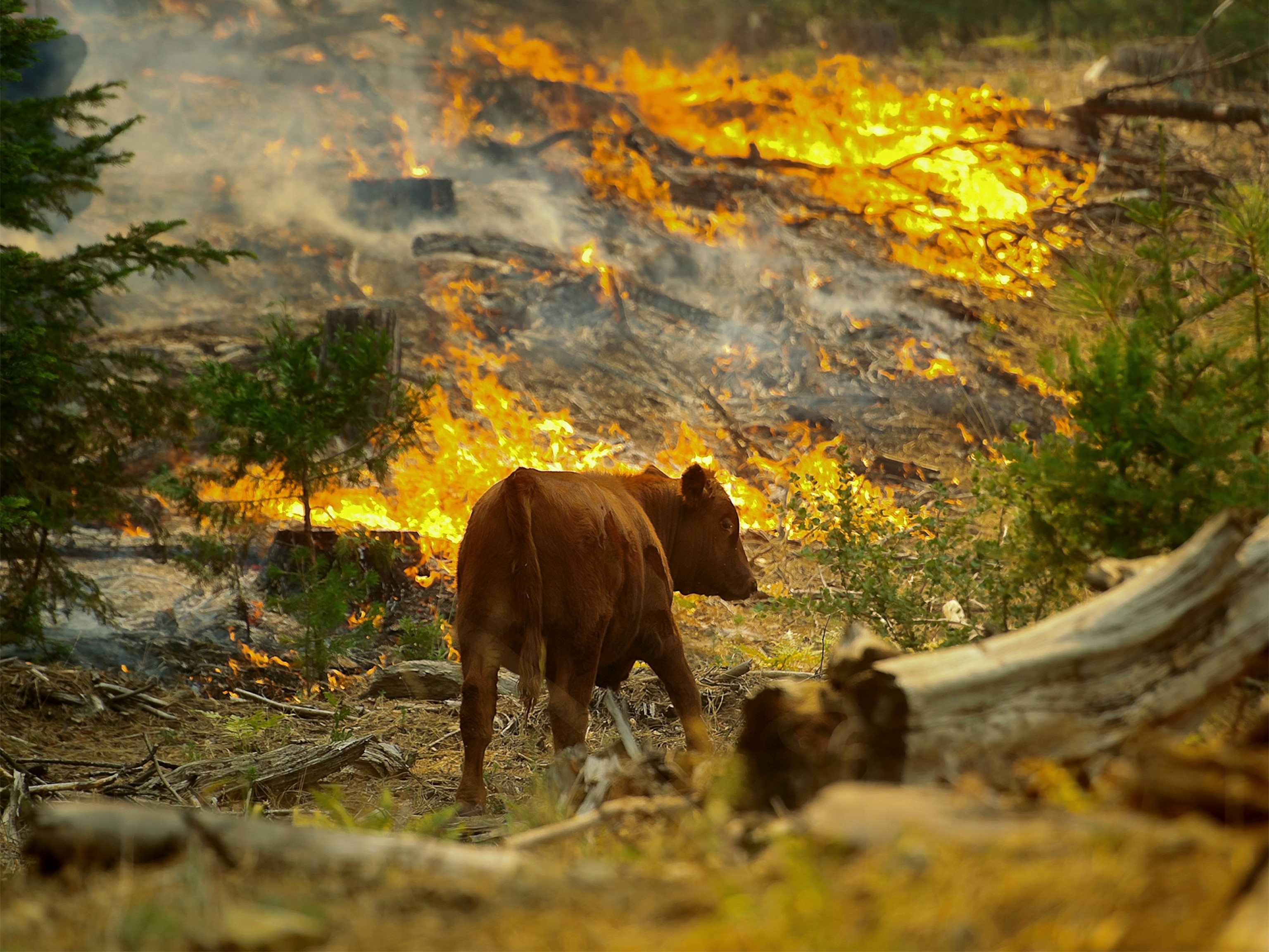 a cow walking among burning grass during the Rim Fire in Yosemite.