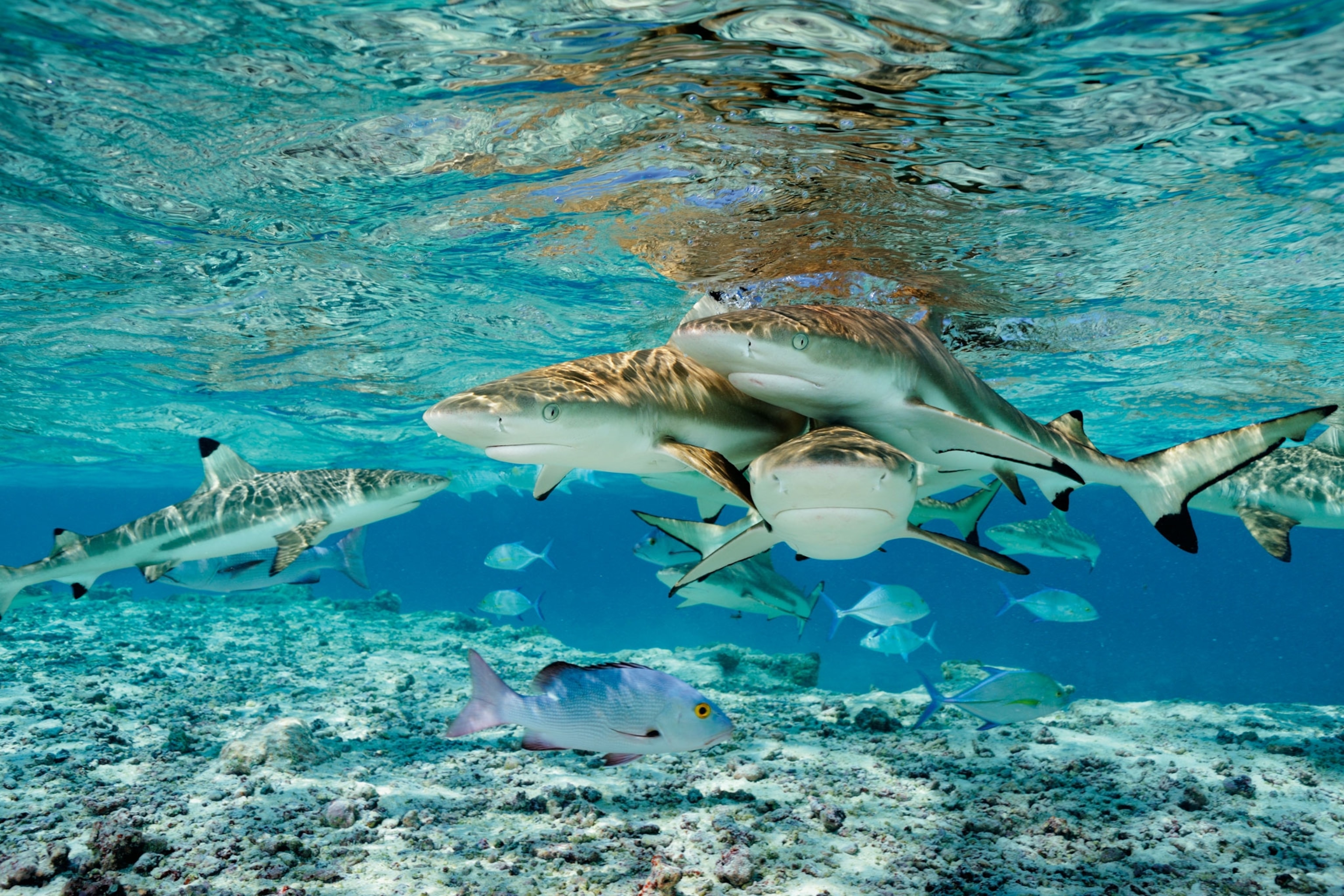 blacktip sharks, bluefin trevallies, and twinspot snappers