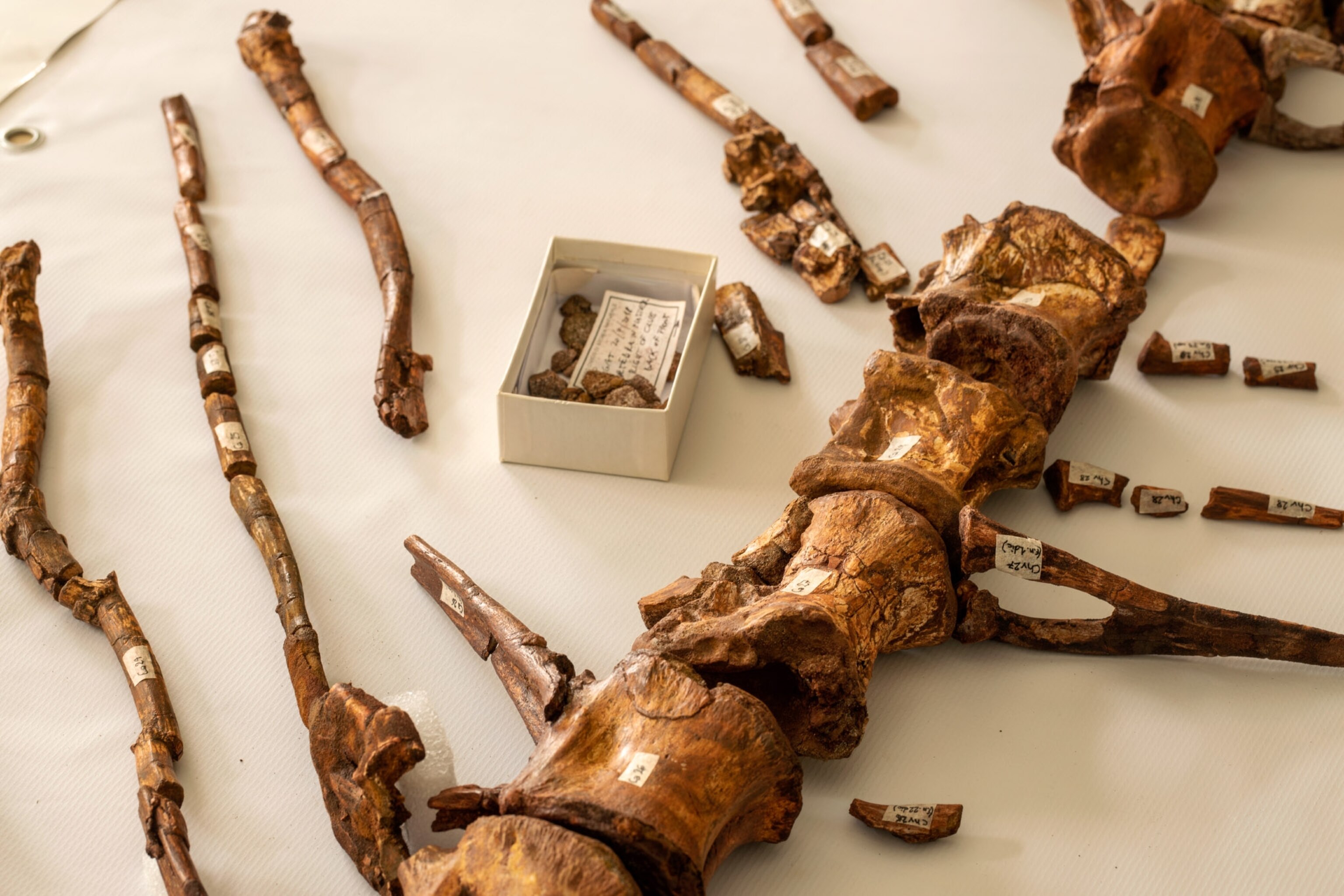 a dinosaur spine