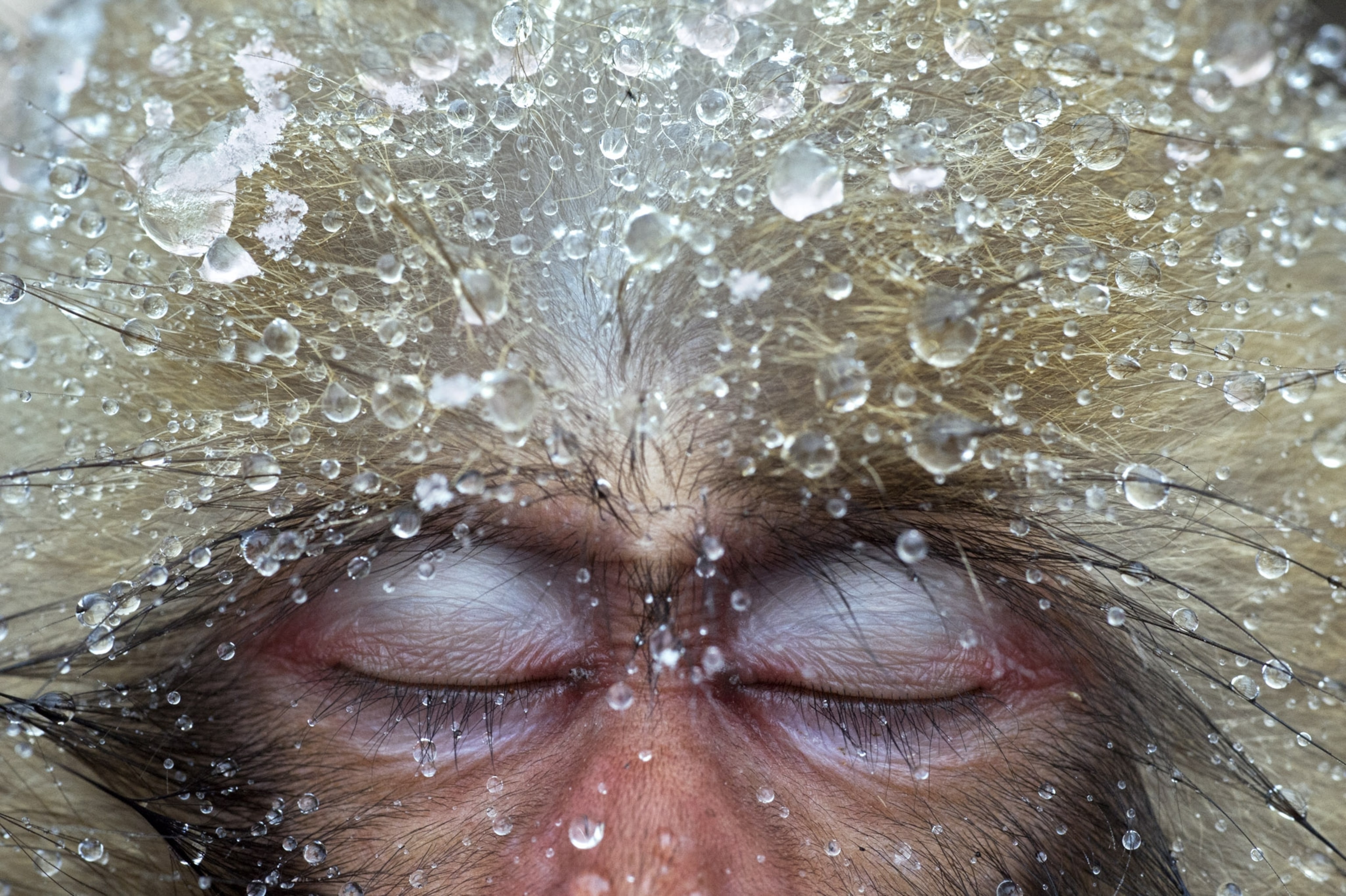 Water droplets sit on the tips of a monkeys fur.